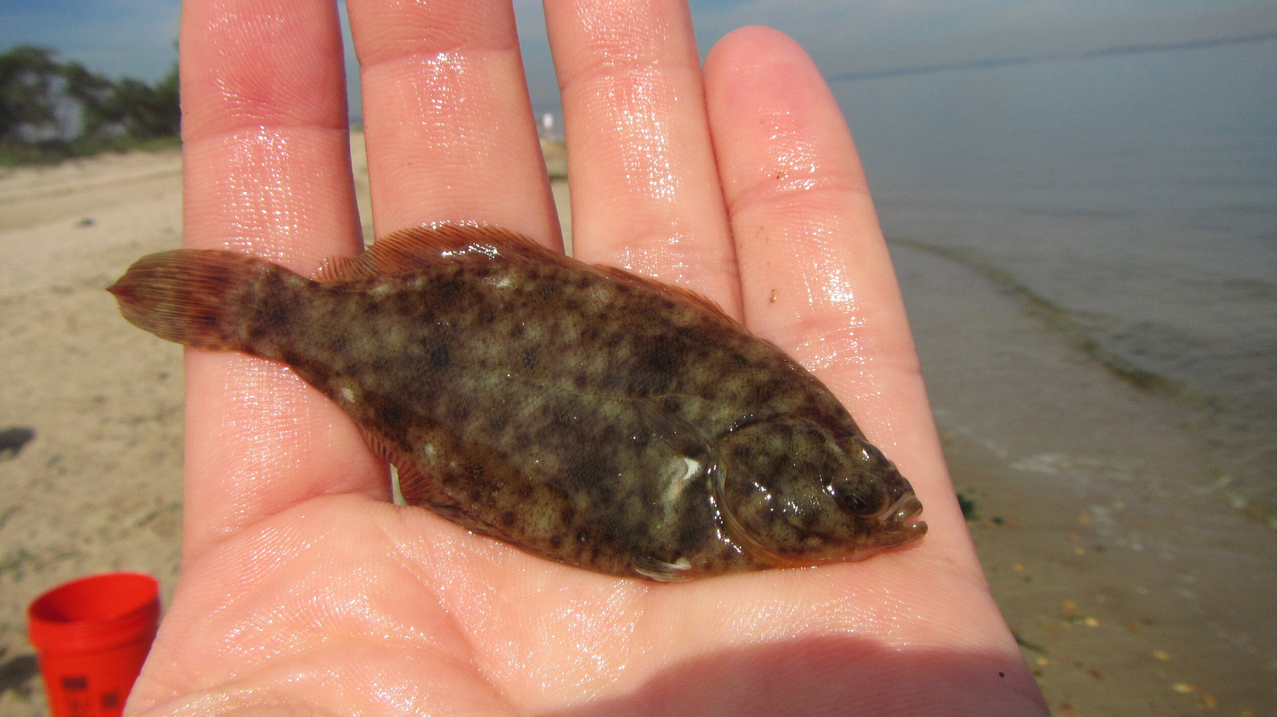 Winter flounder (juvenile)