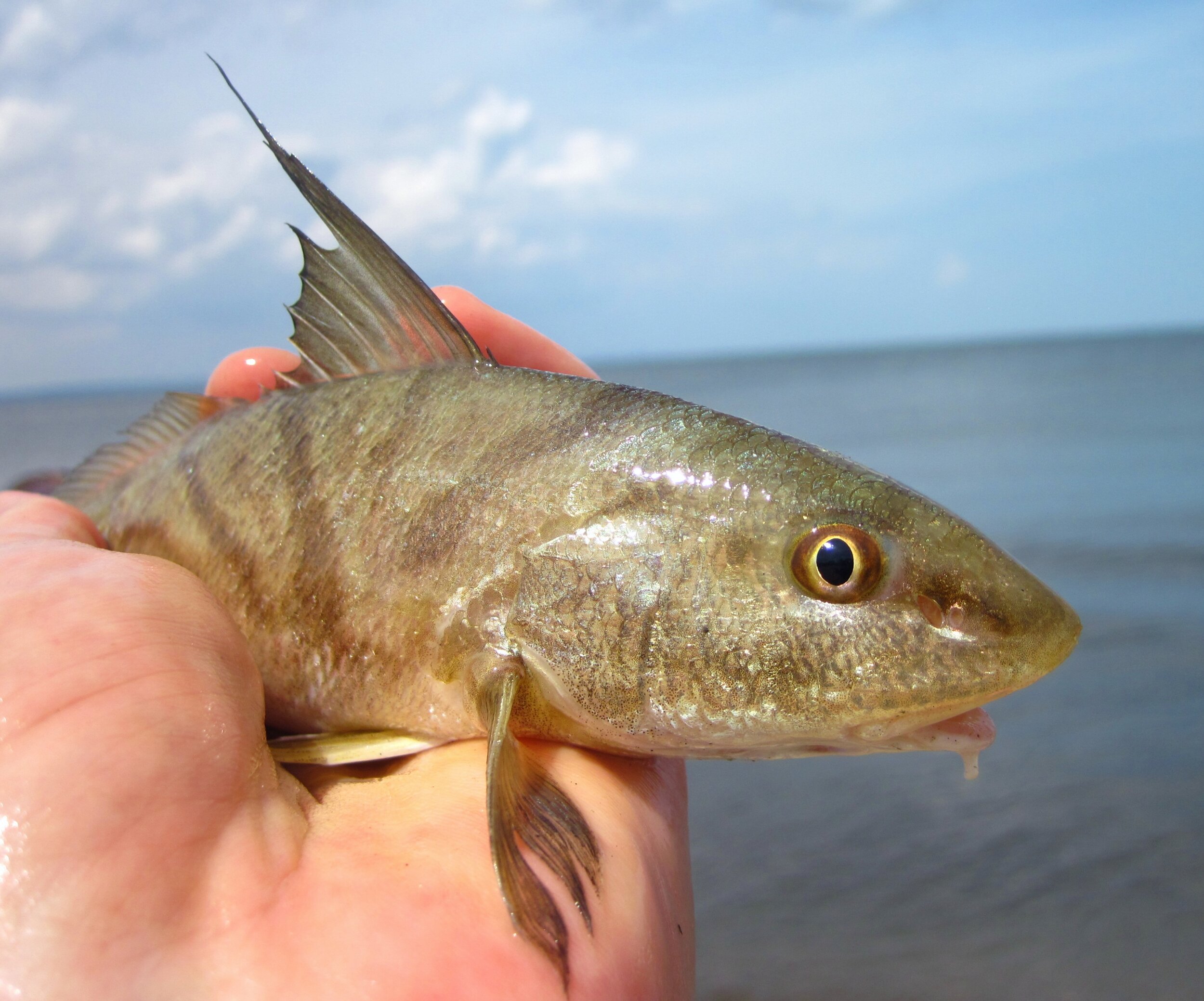 Sharks of the Jersey Shore — Save Coastal Wildlife