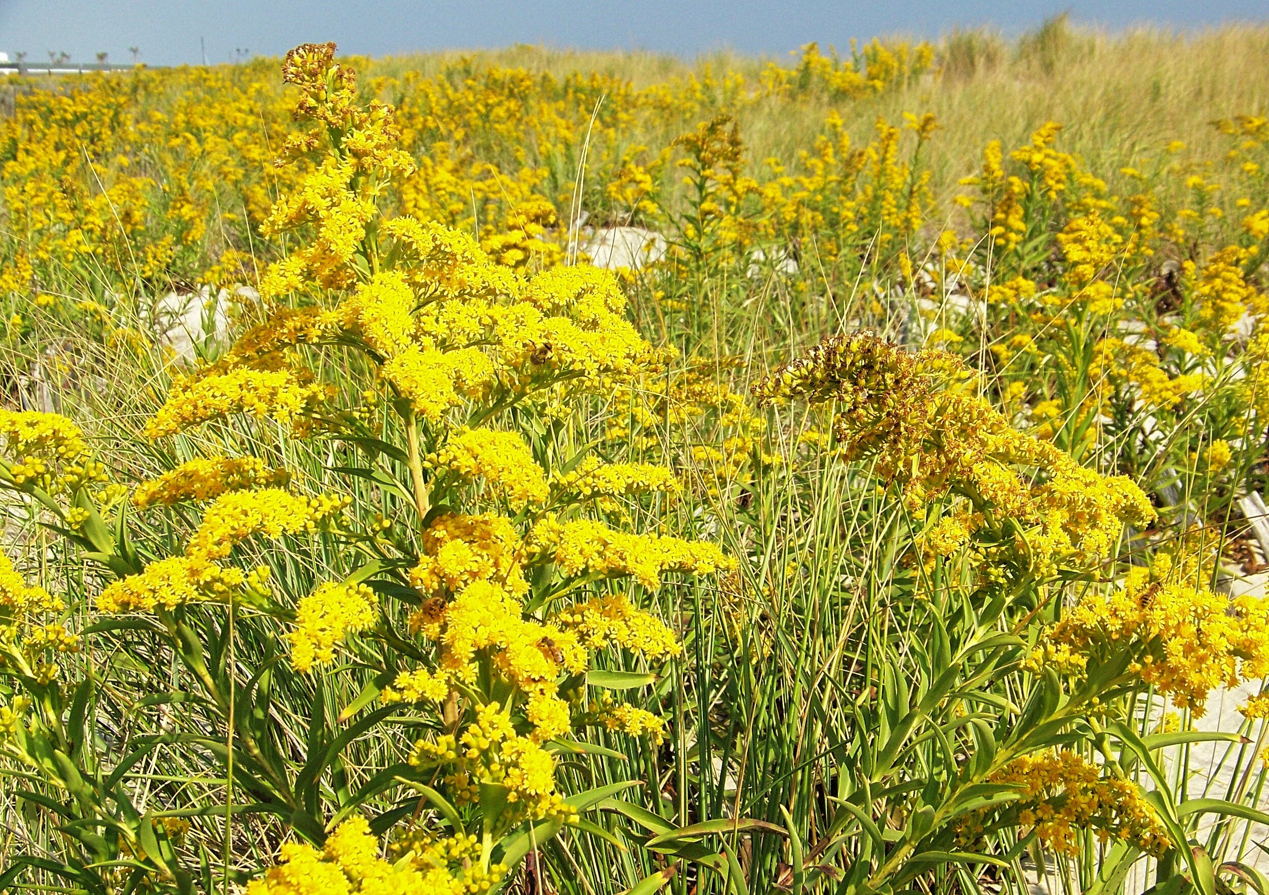 Seaside Goldenrod