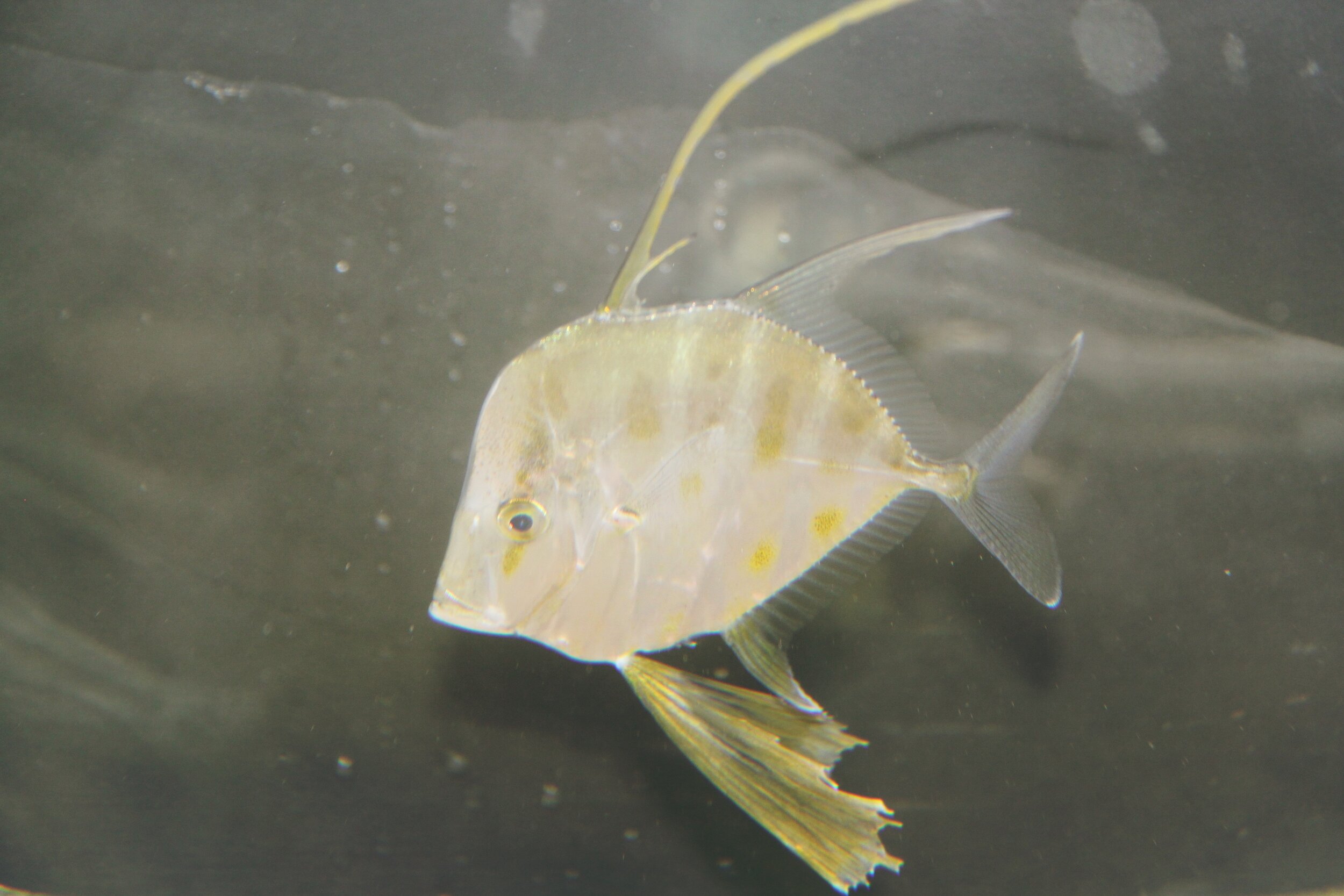 Lookdown fish (Copy)
