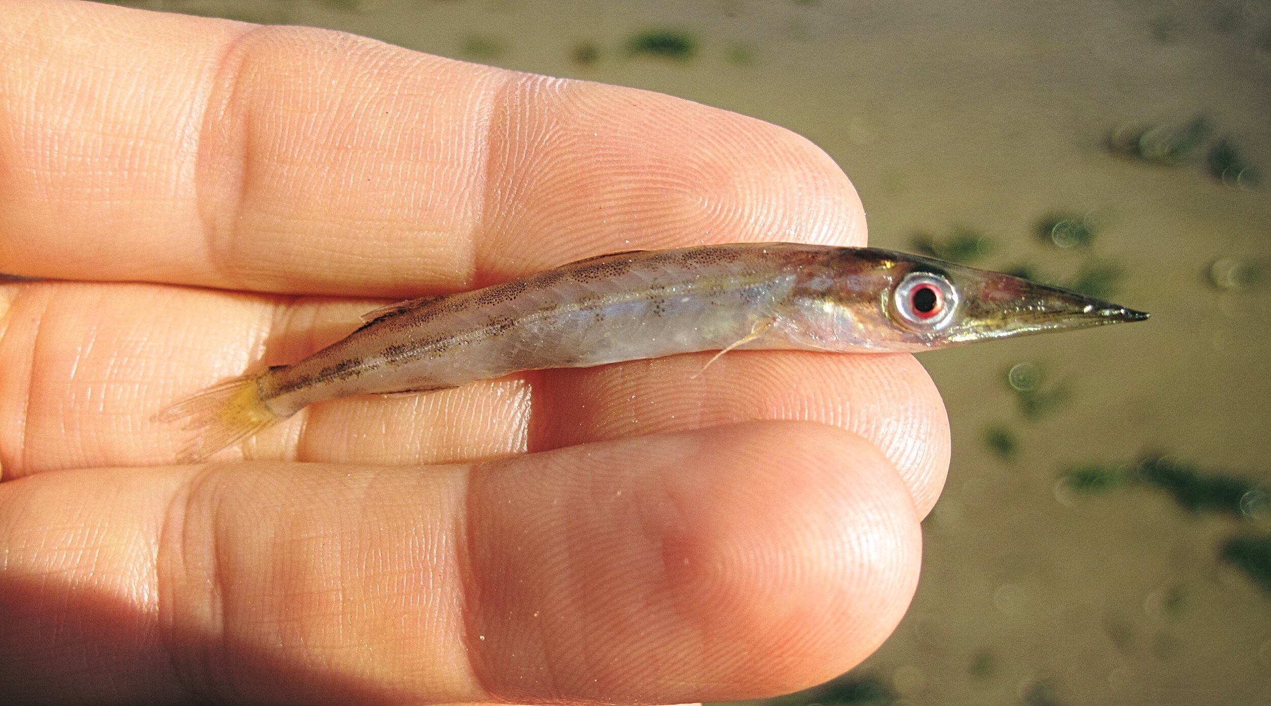Northern sennet (juvenile)