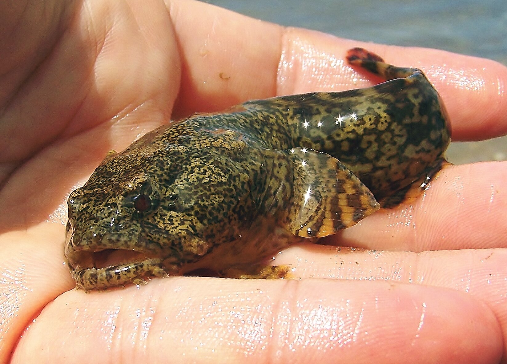 Oyster toadfish