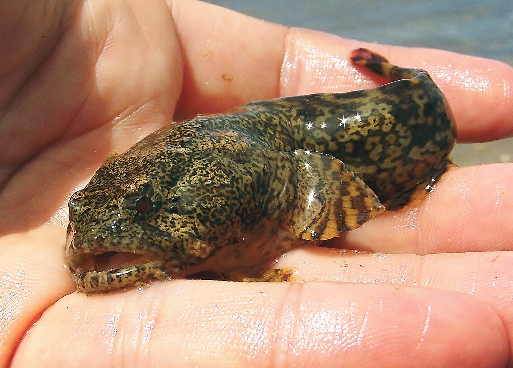 Toad Fish Save Coastal Wildlife