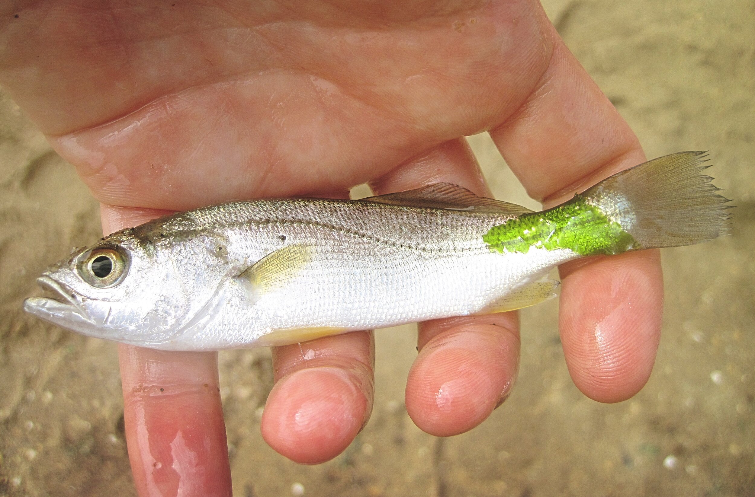 Weakfish (juvenile) 