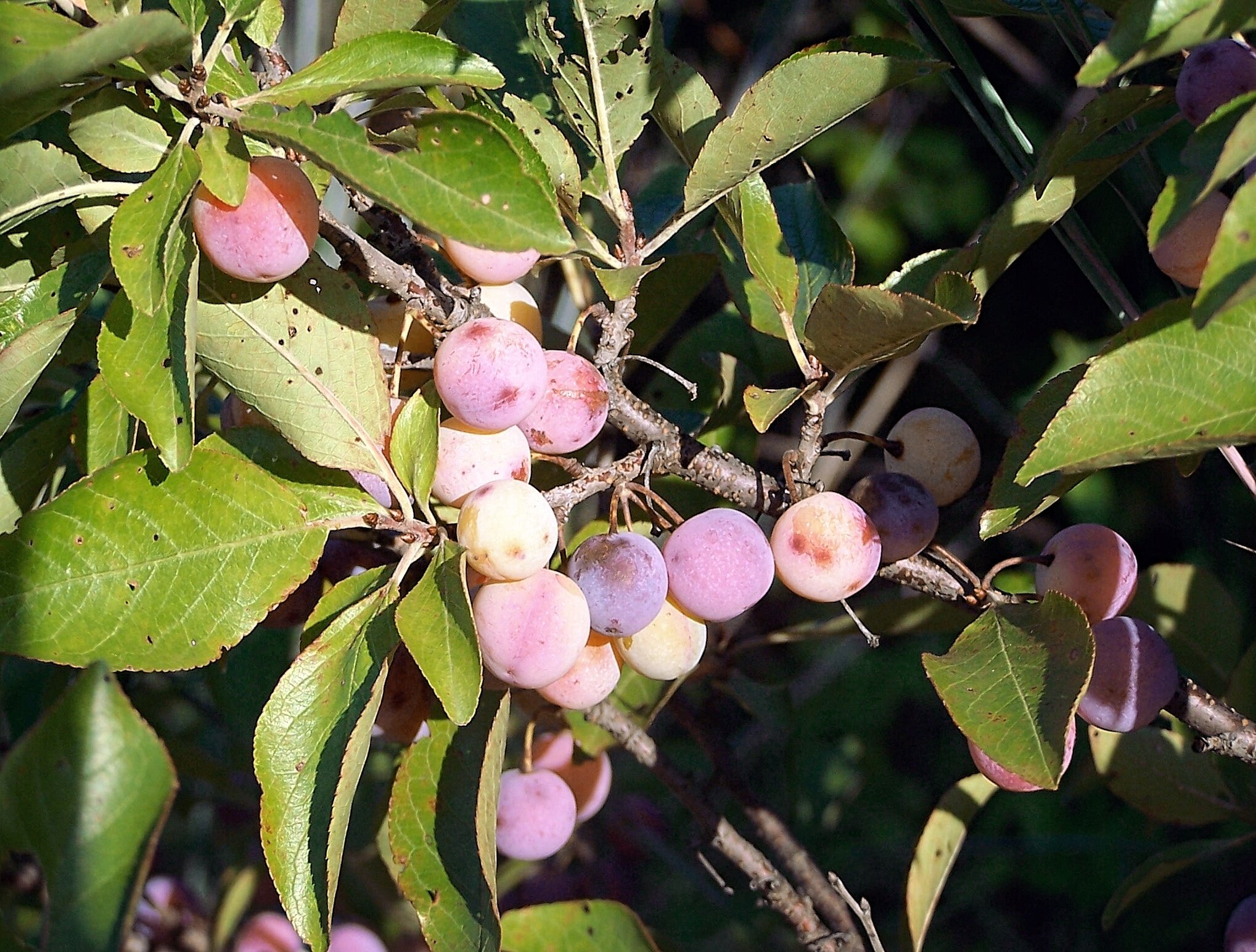 Beach Plum