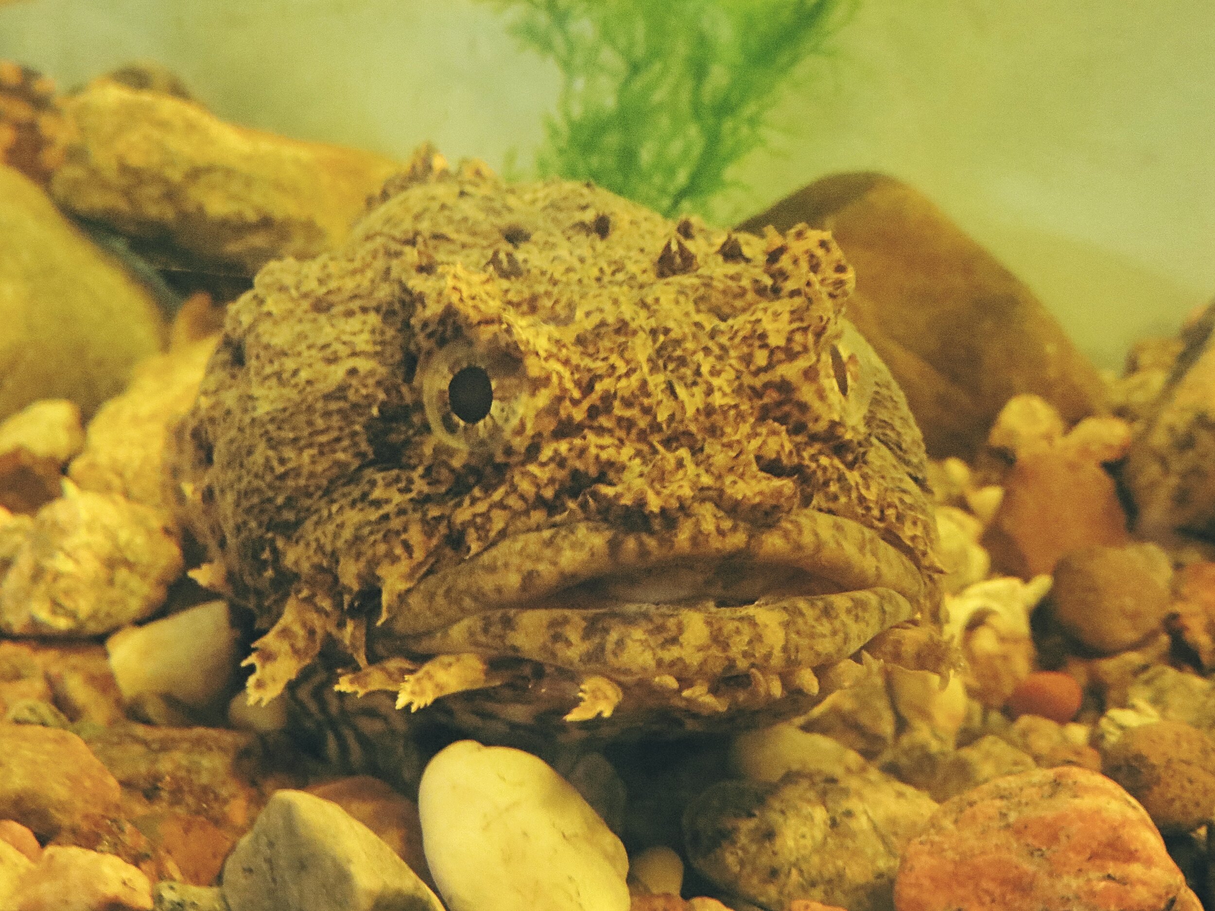 Oyster toadfish (Copy)