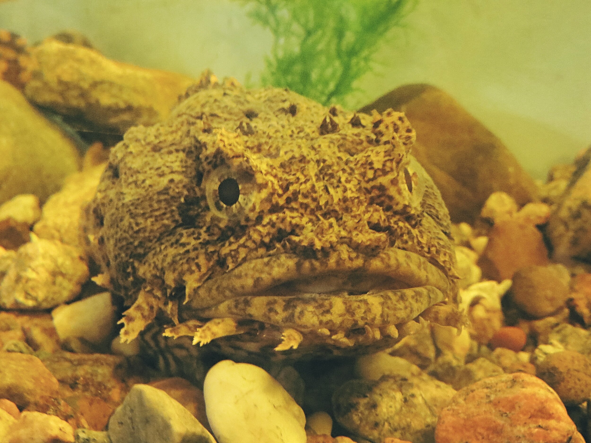 Oyster toadfish