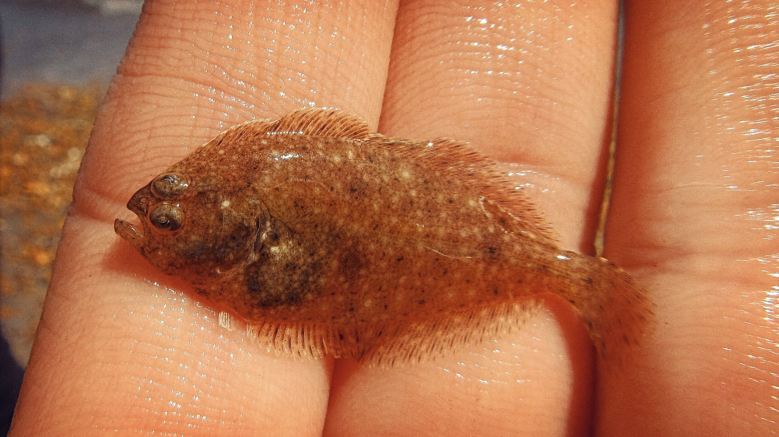 Summer Flounder (juvenile) (Copy)