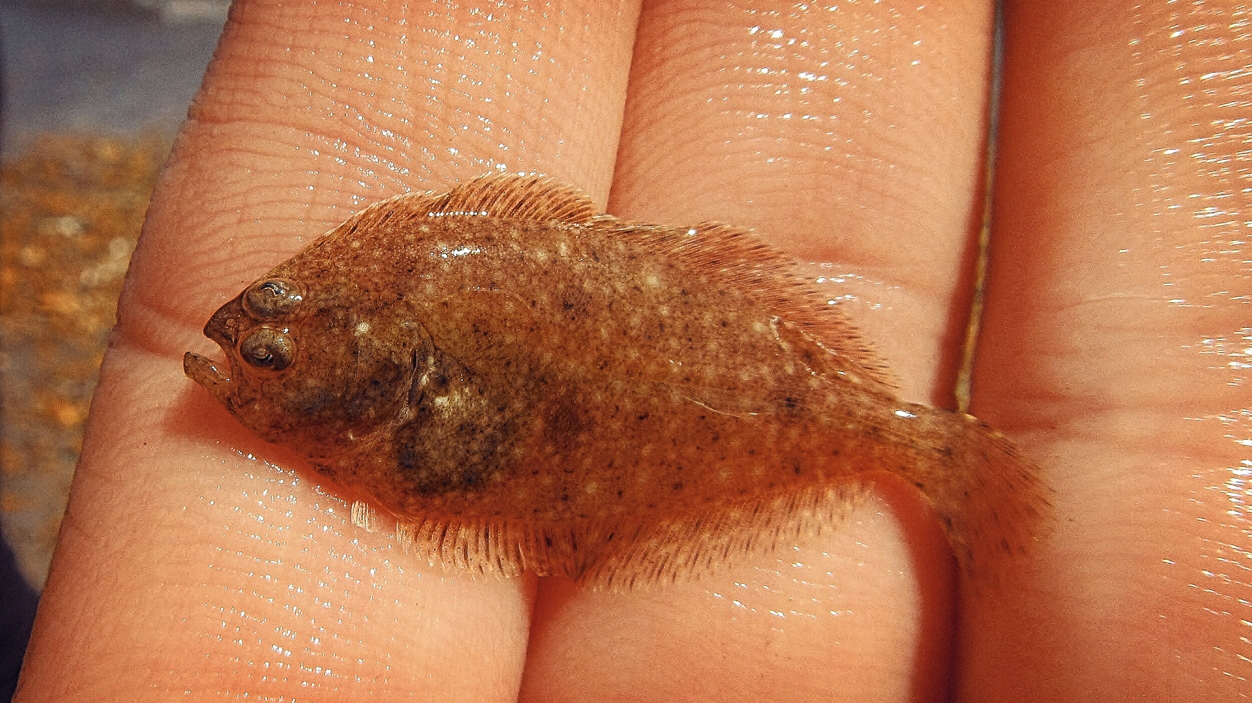 Summer Flounder (juvenile)