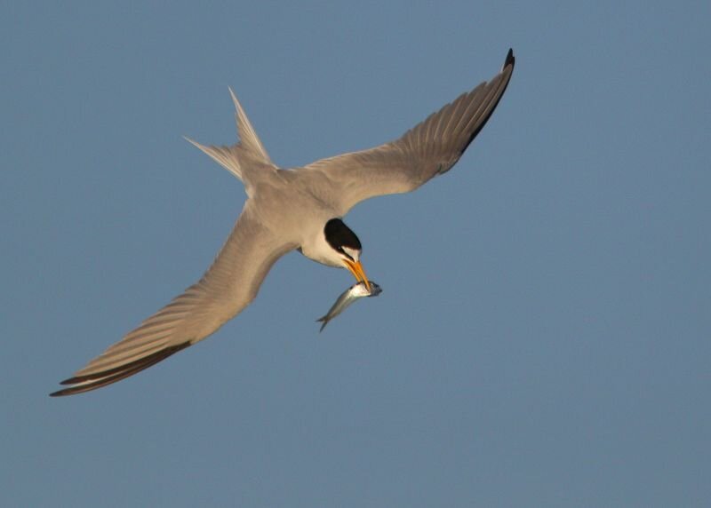 Least Tern (Copy)