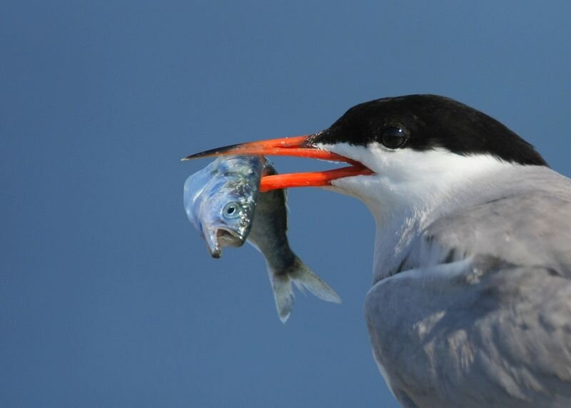 Common Tern