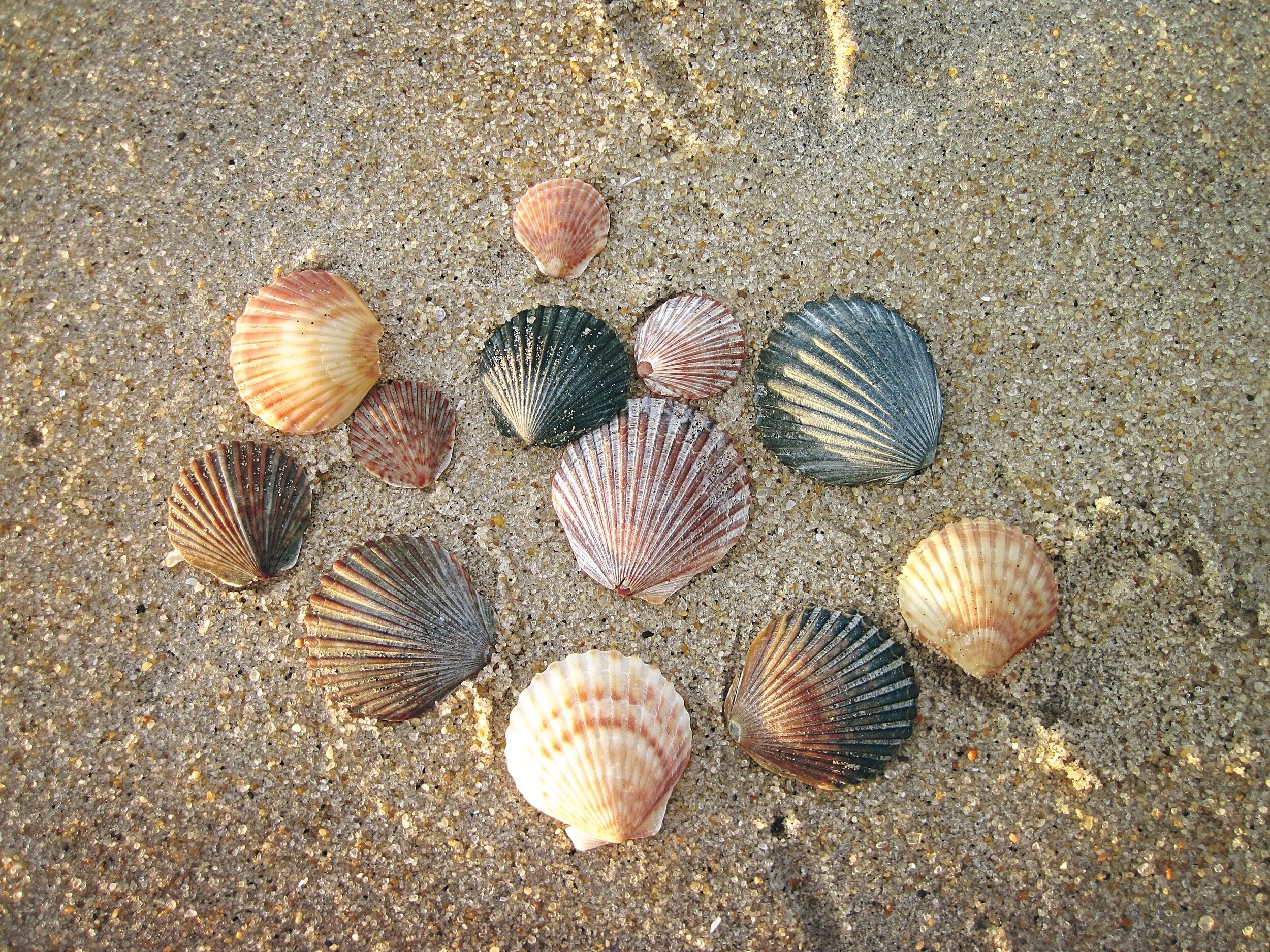 Bay Scallops (Copy)