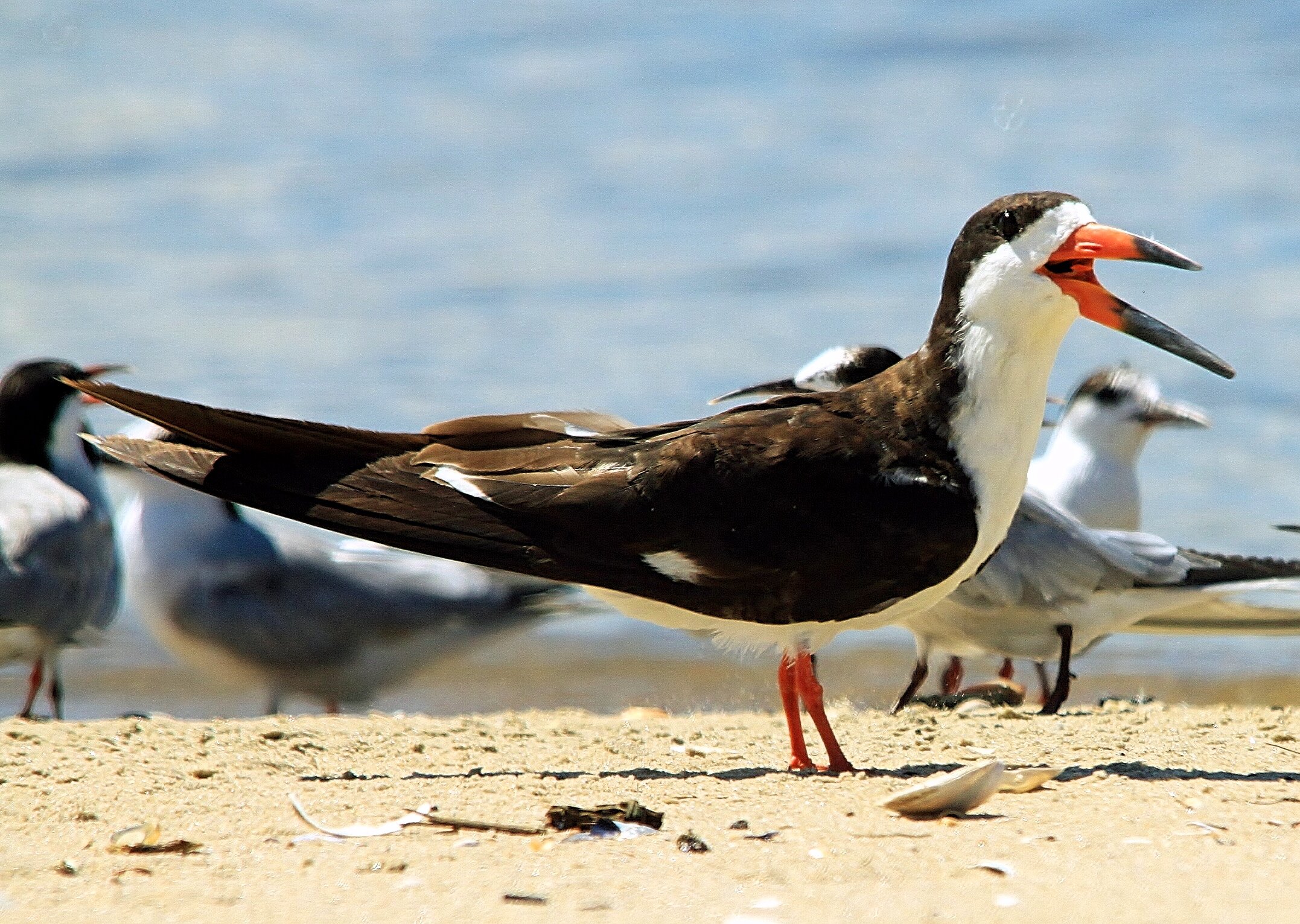 Black Skimmer