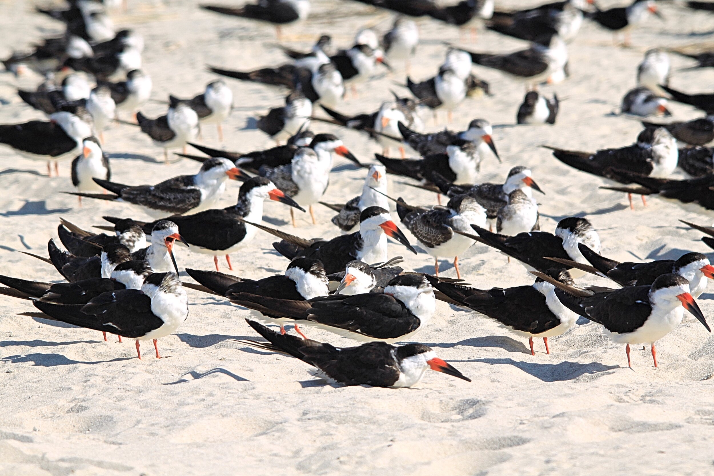 Black Skimmers (Copy)