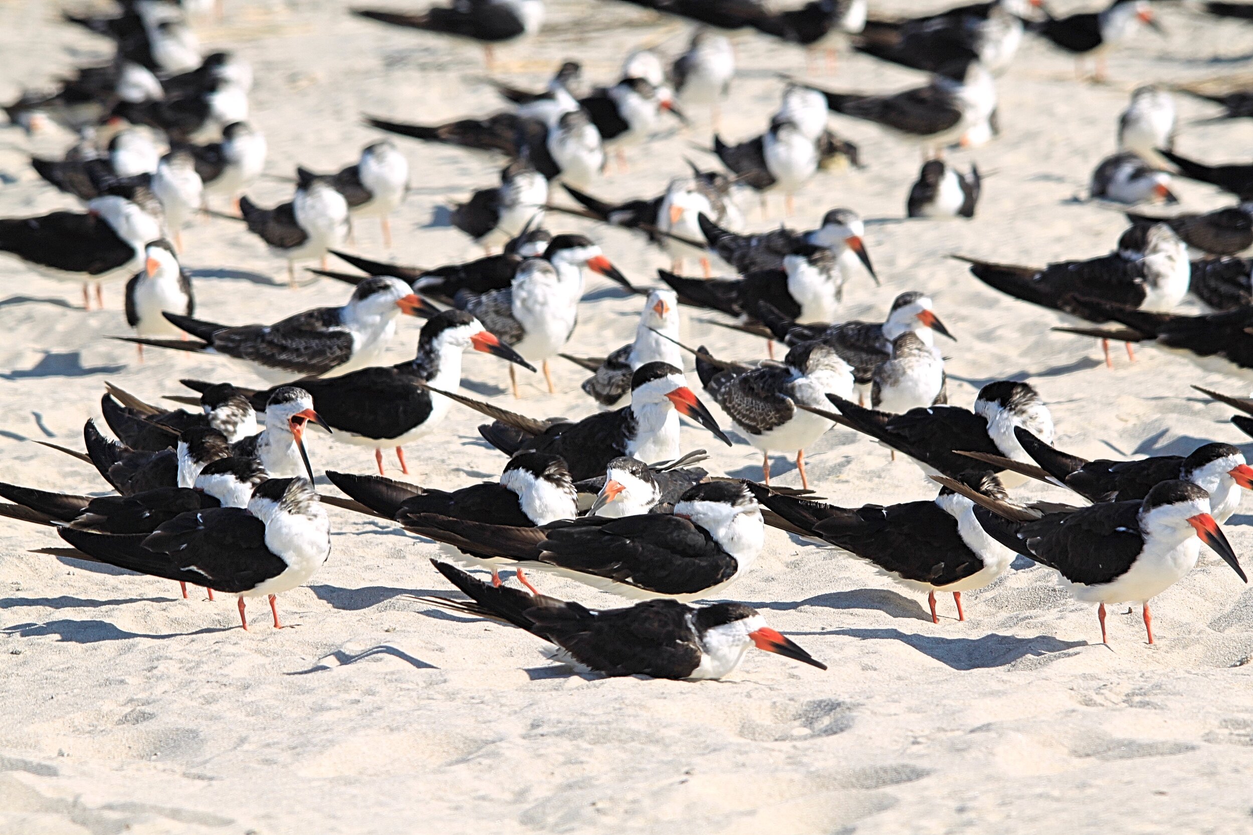 Black Skimmers