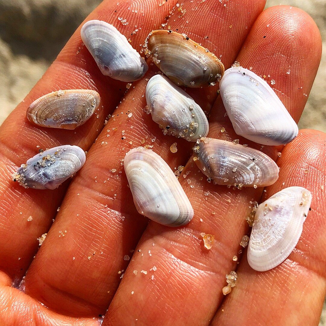 Coquina Shells