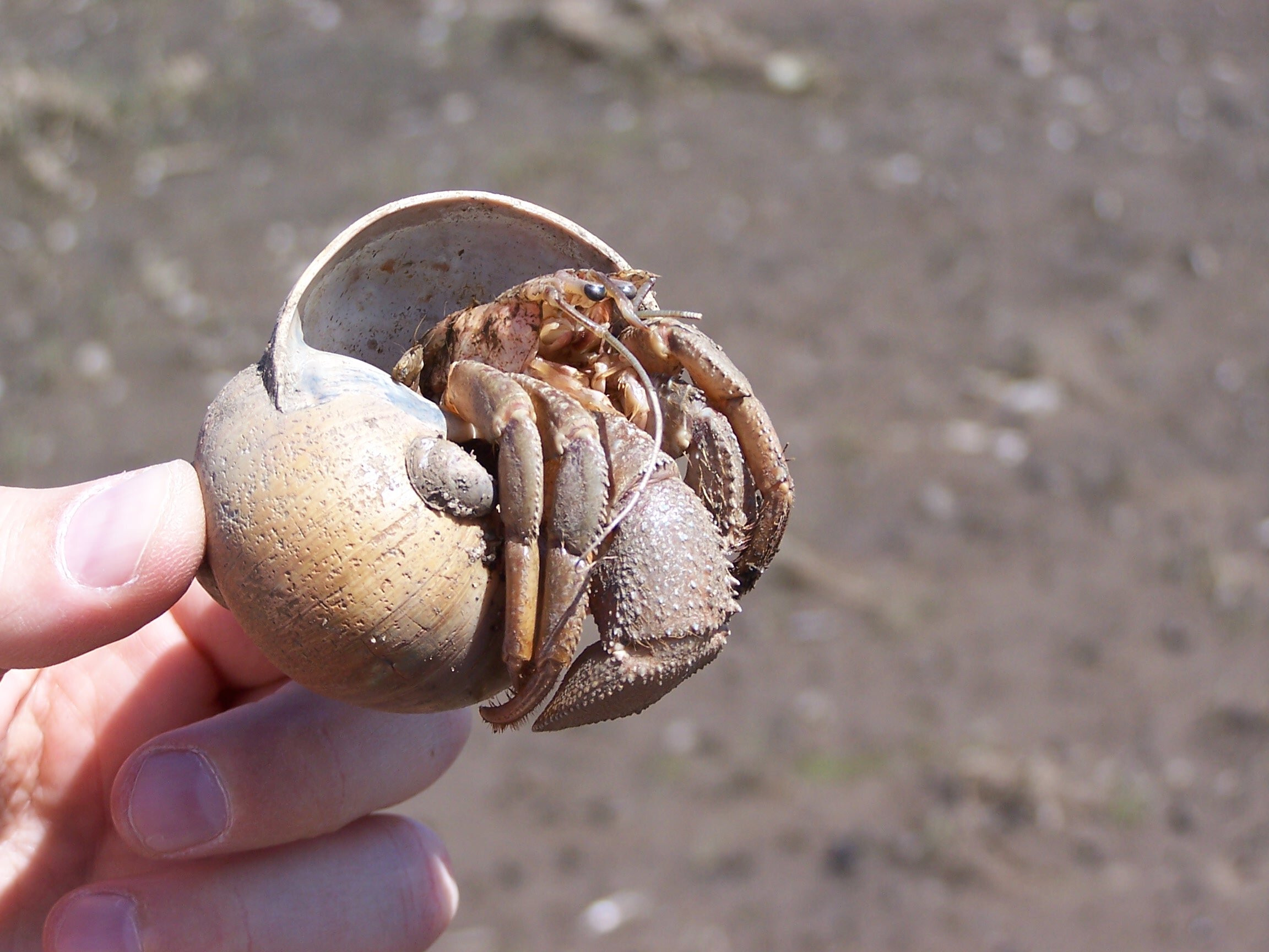 Long-clawed Hermit Crab