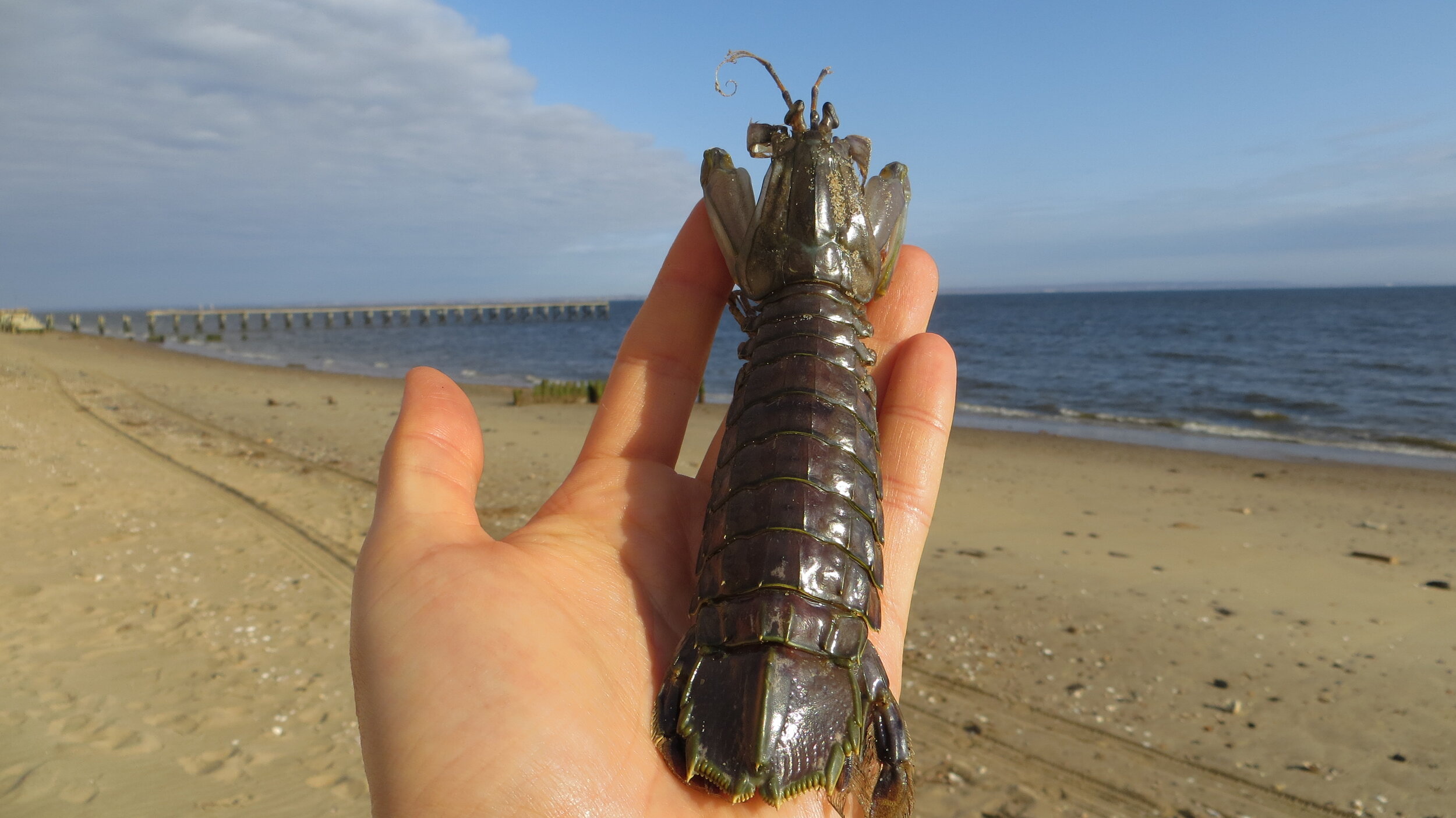 Mantis Shrimp