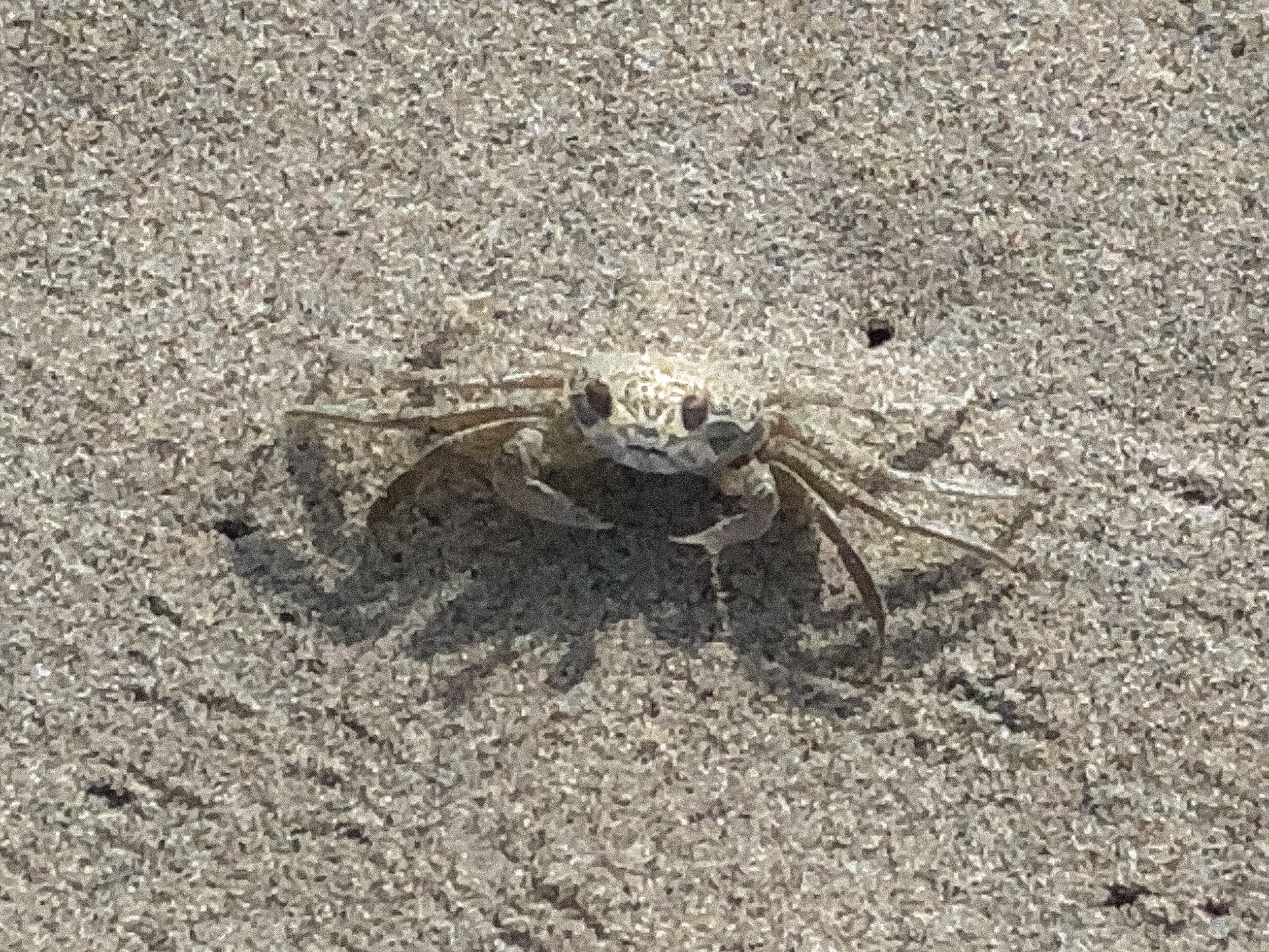 Atlantic Ghost Crab (juvenile)