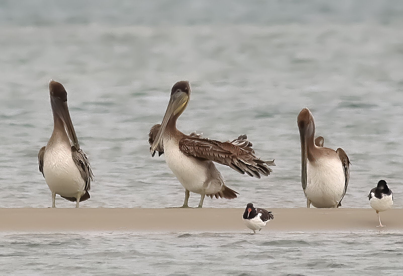 Brown Pelicans