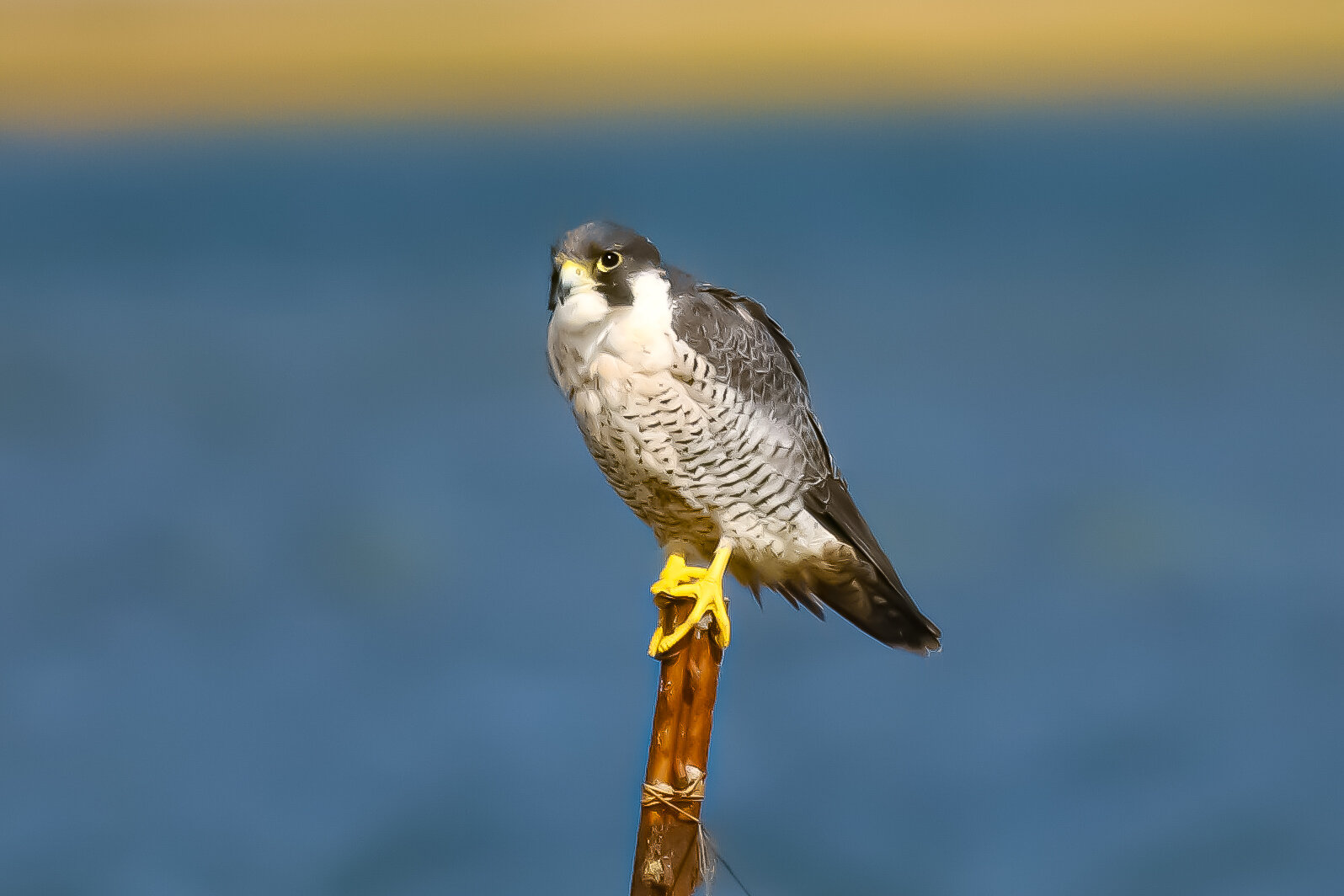 Peregrine falcon