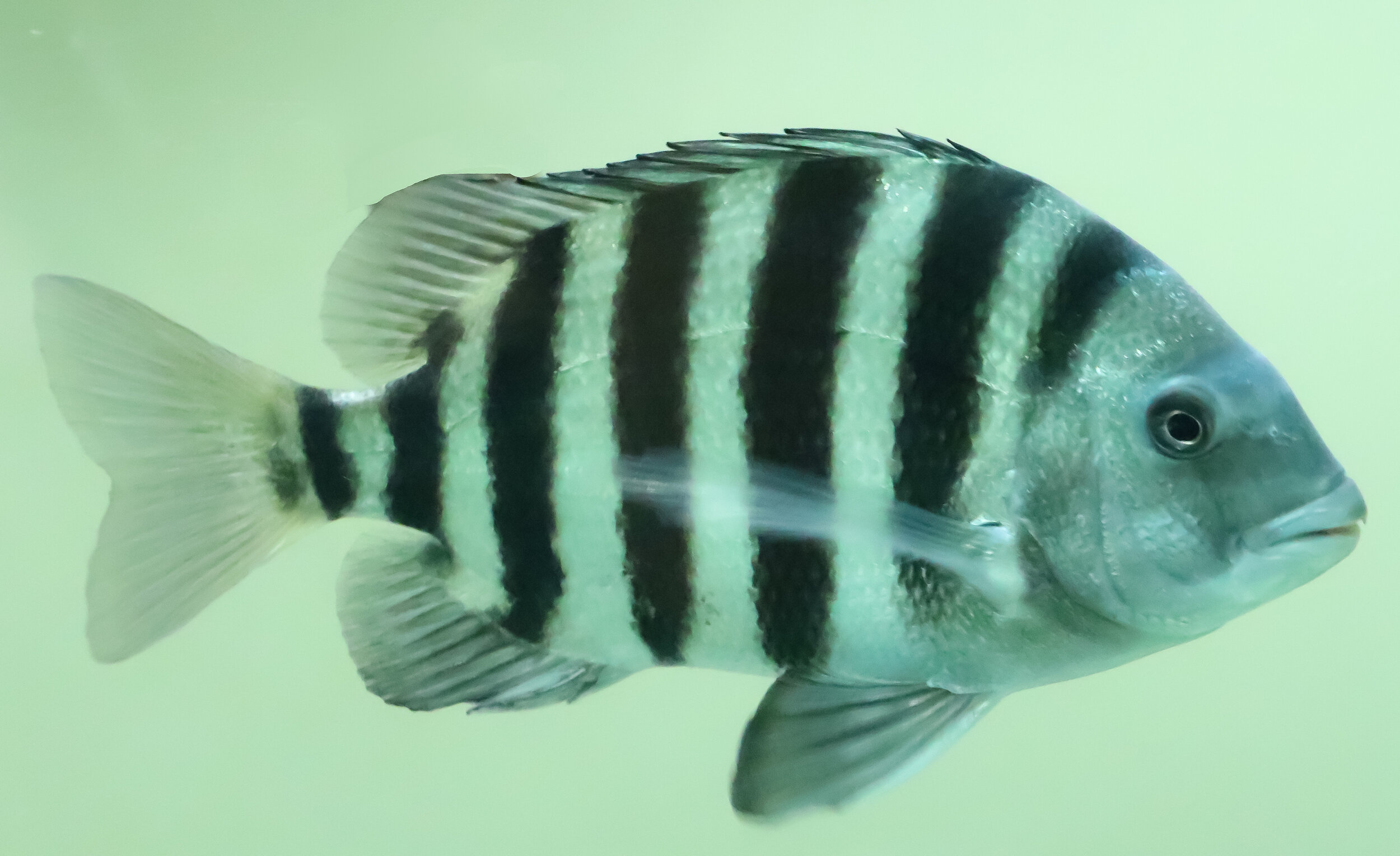 Sheepshead Fish