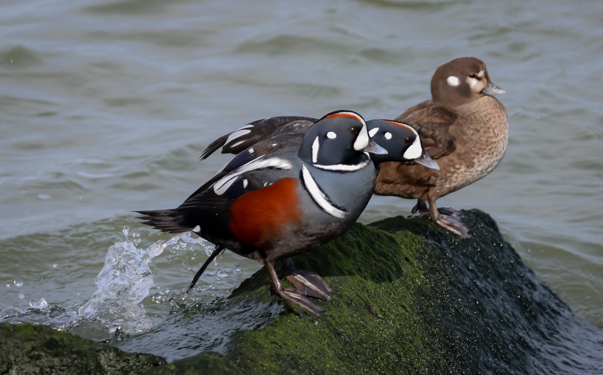 Harlequin ducks (male &amp; female)