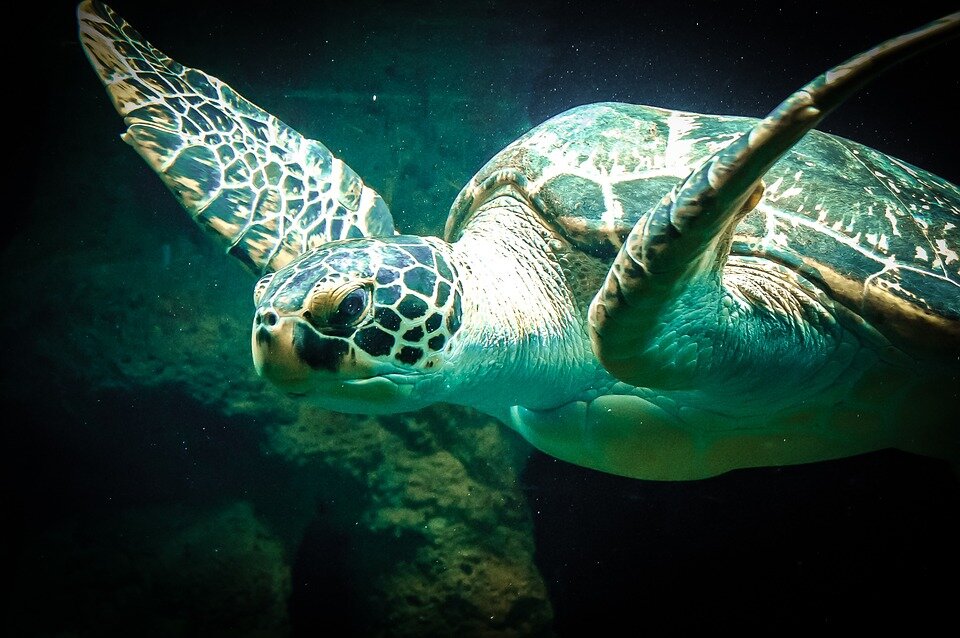 Loggerhead sea turtle