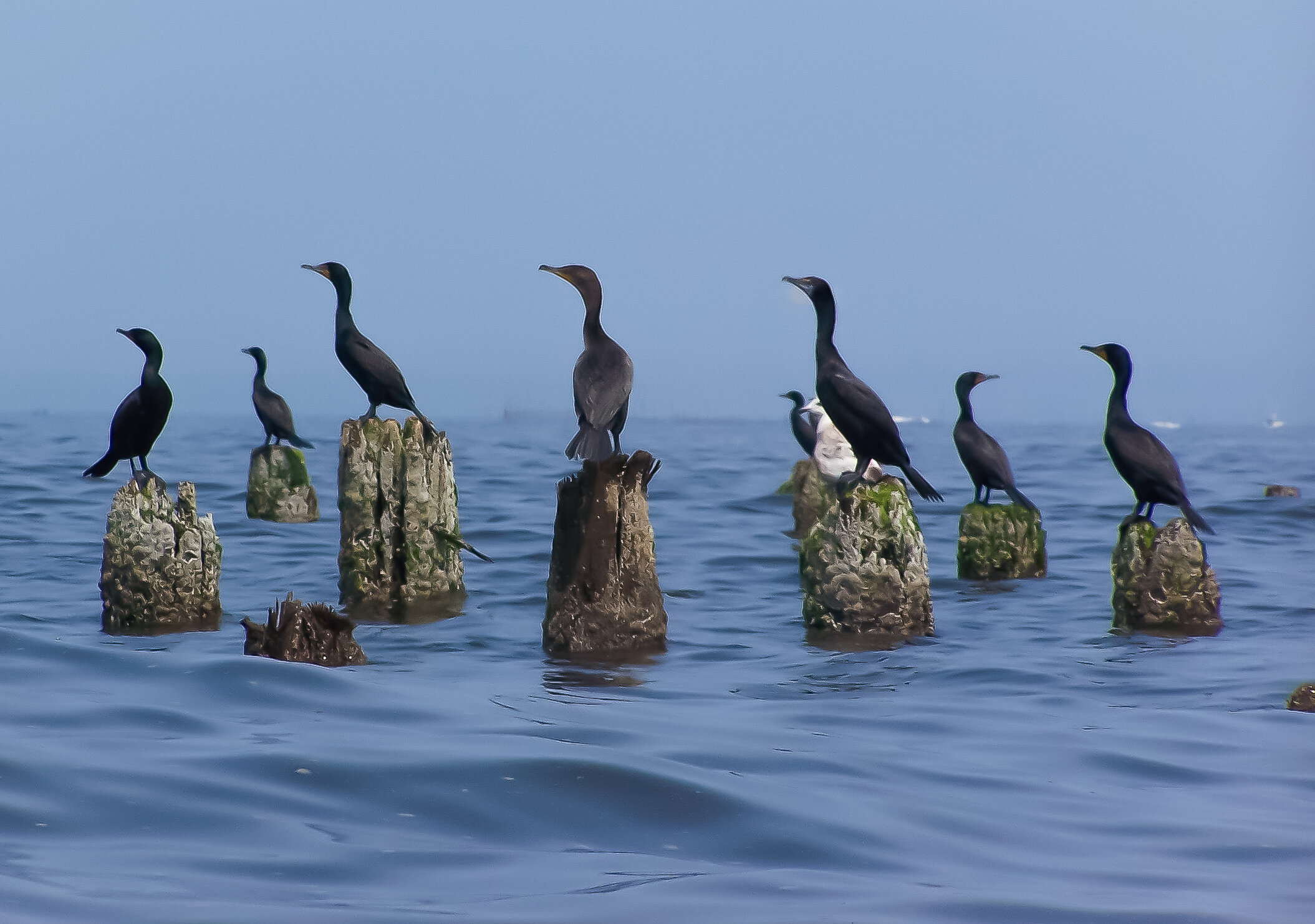 Double-crested cormorant