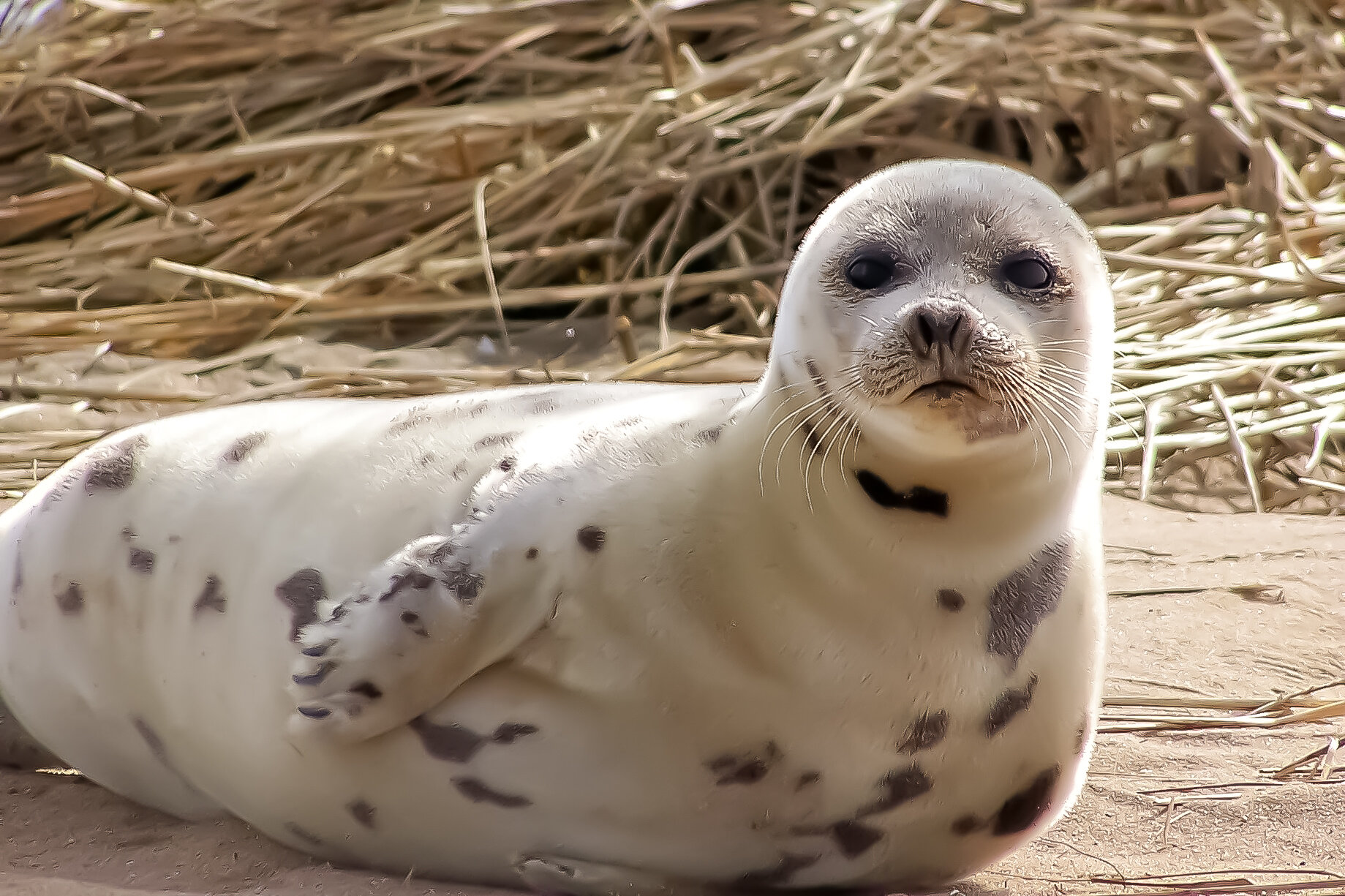 Harp Seal (juvenile)