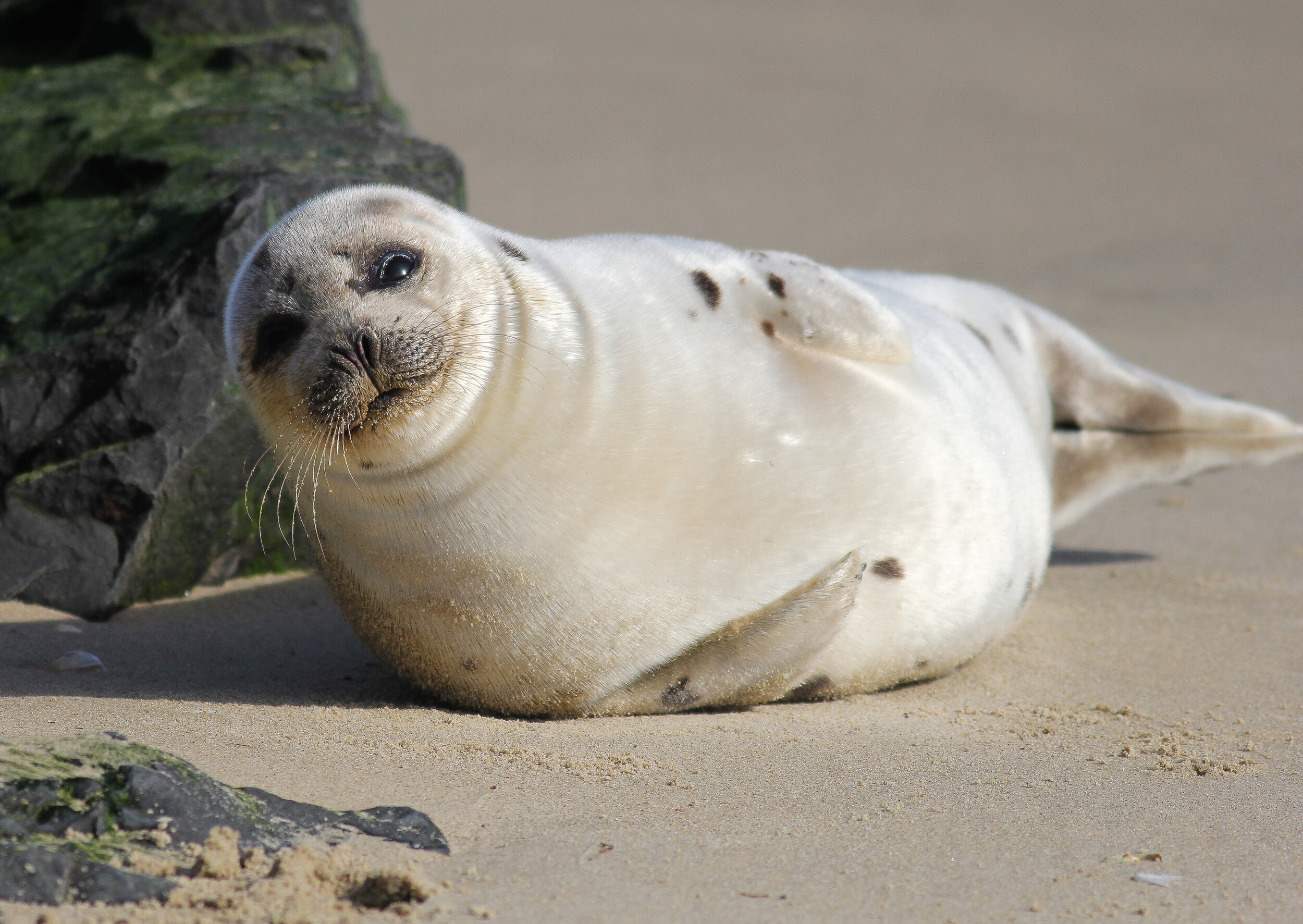 Harp Seal (juvenile)