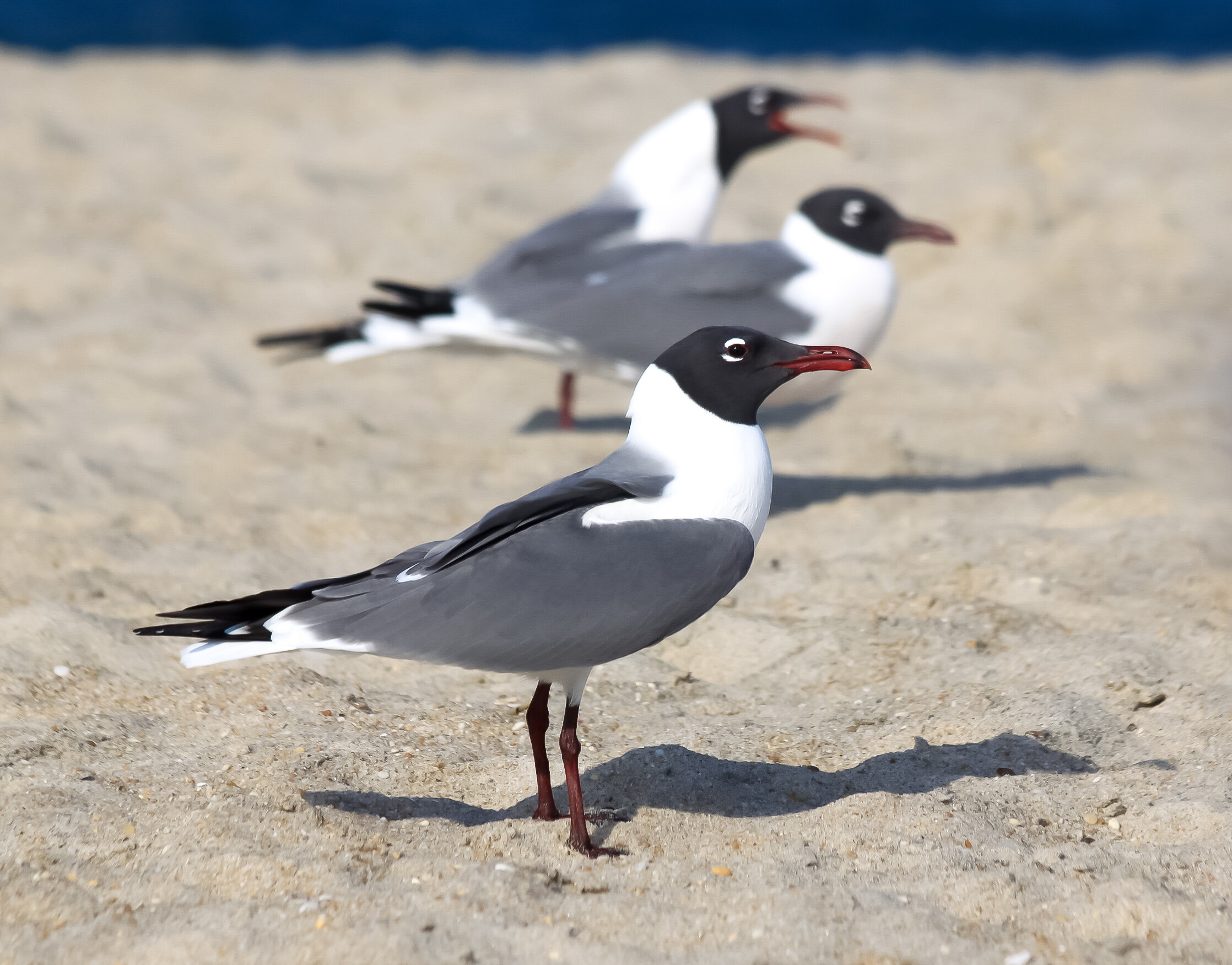 Laughing gull