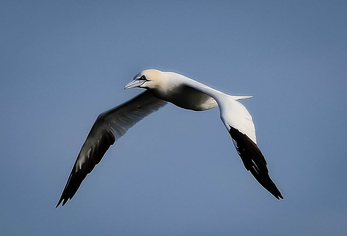 Northern Gannet (Copy)