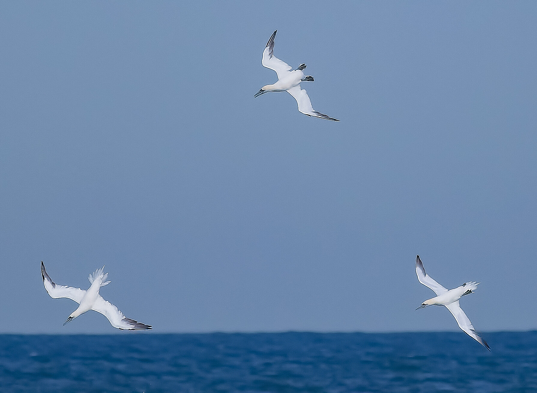 Northern Gannet (Copy)