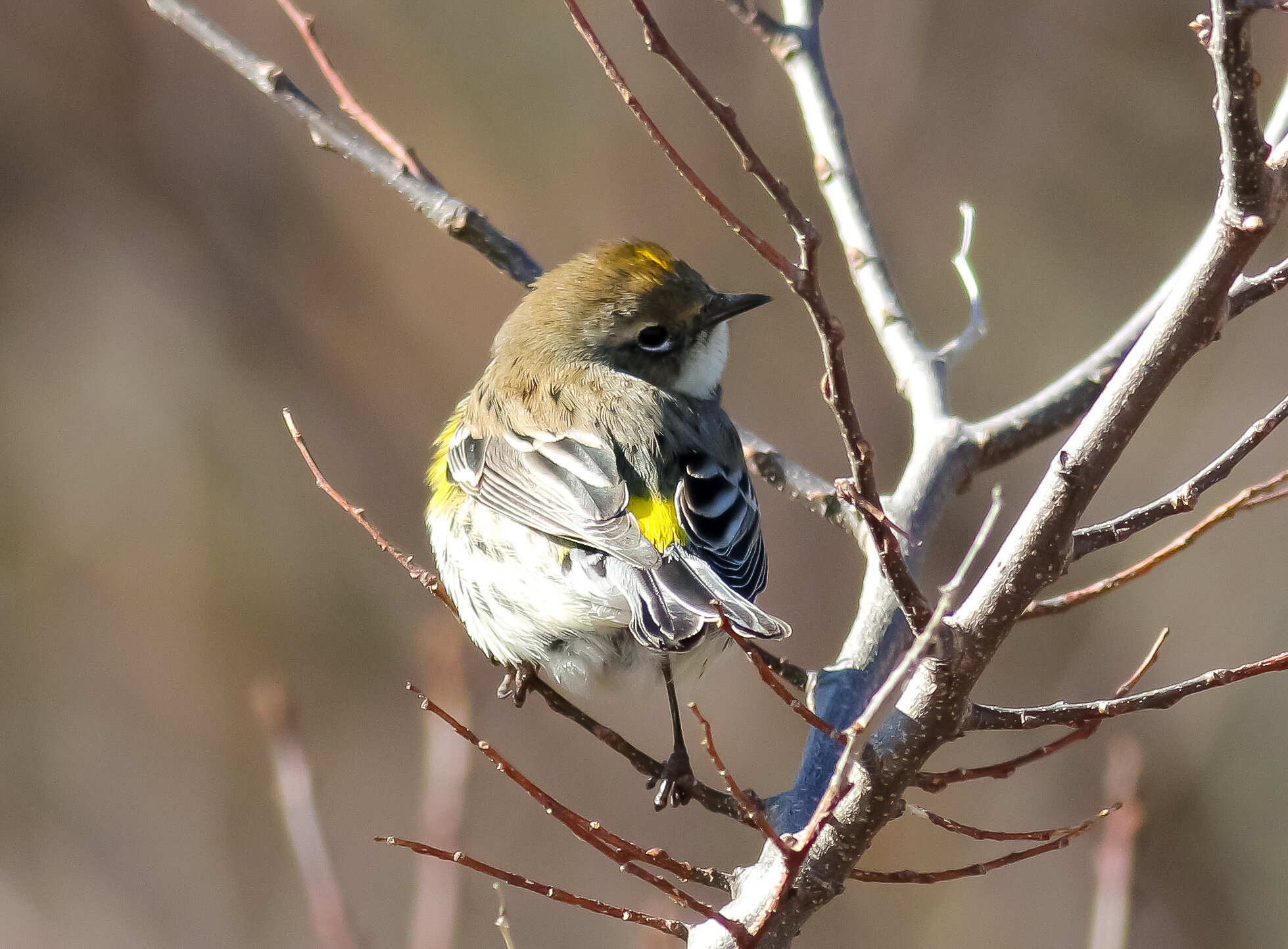 Yellow-rumped warbler