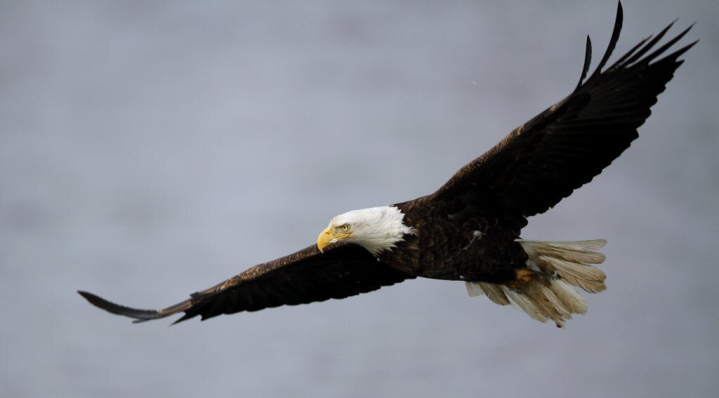 Bald eagle