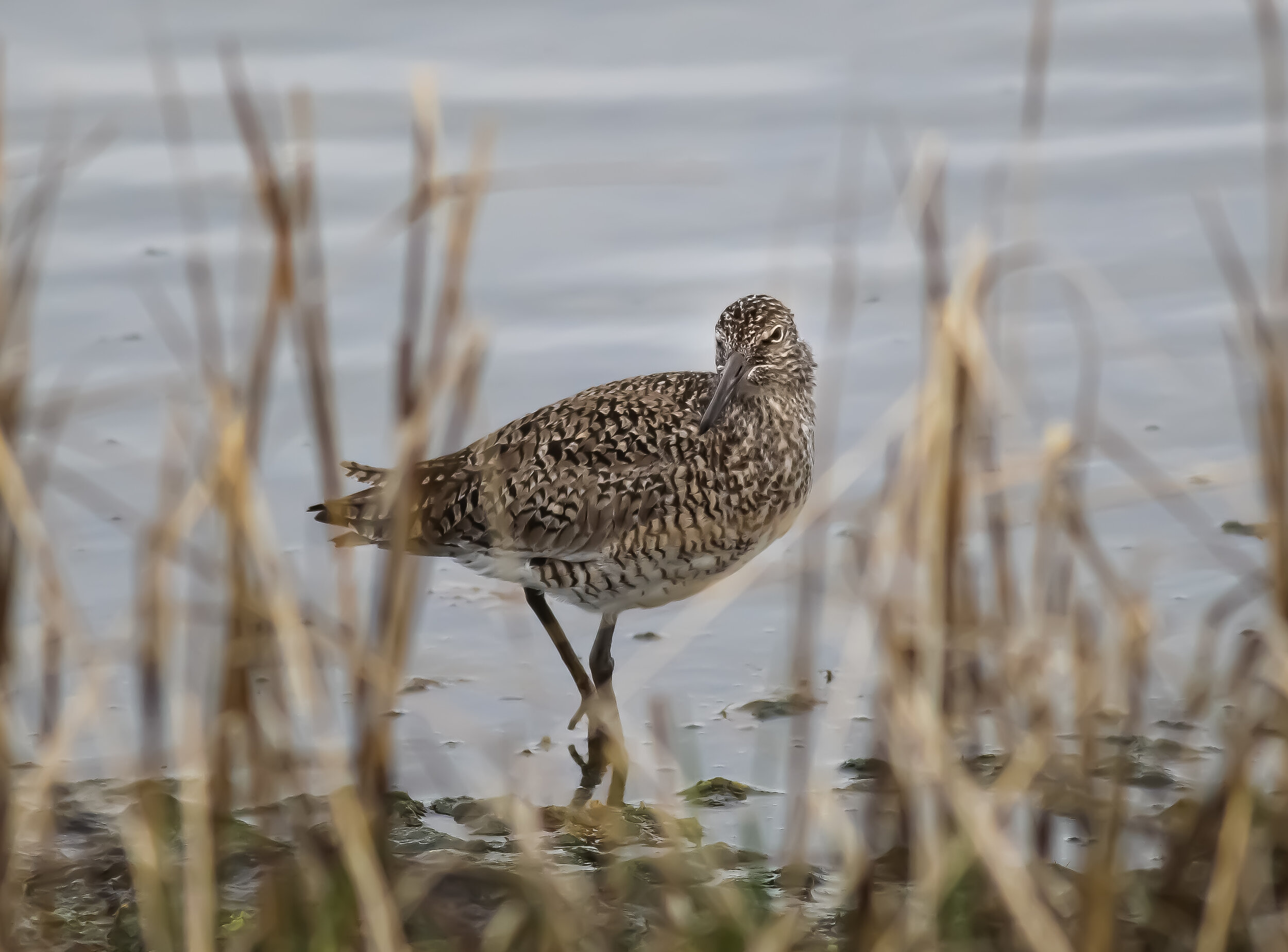 Willet (Copy)