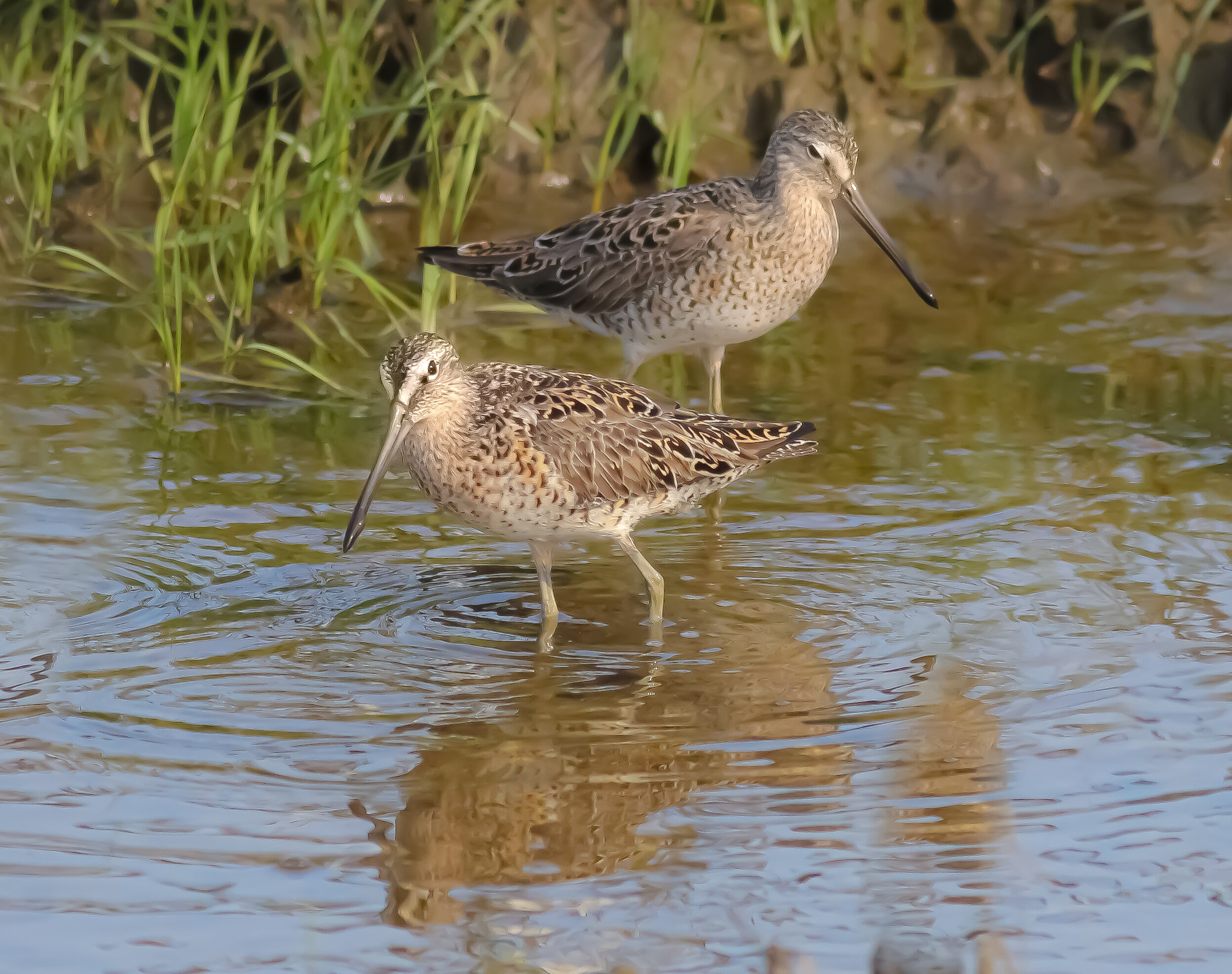 Willet (Copy)