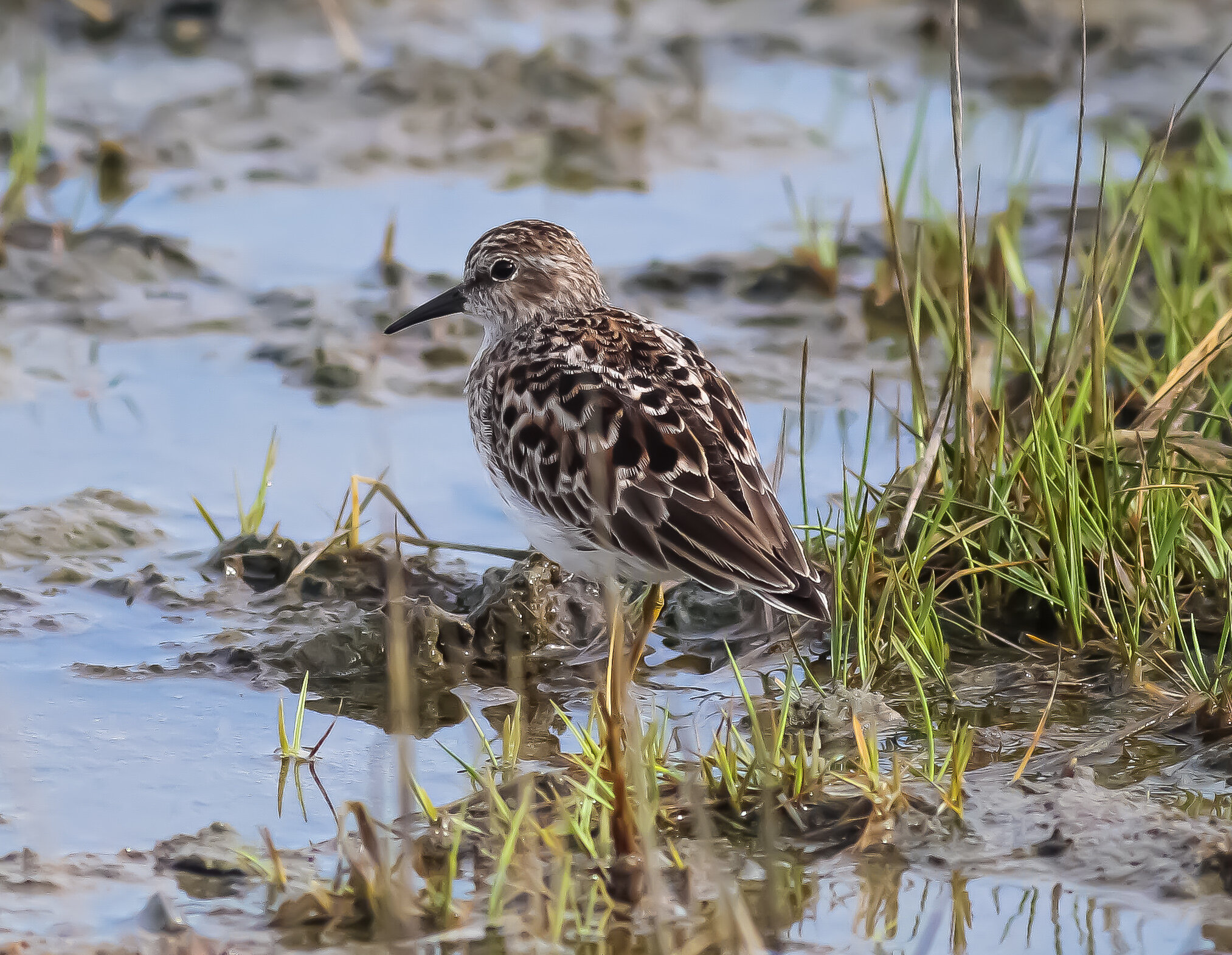 Least Sandpiper