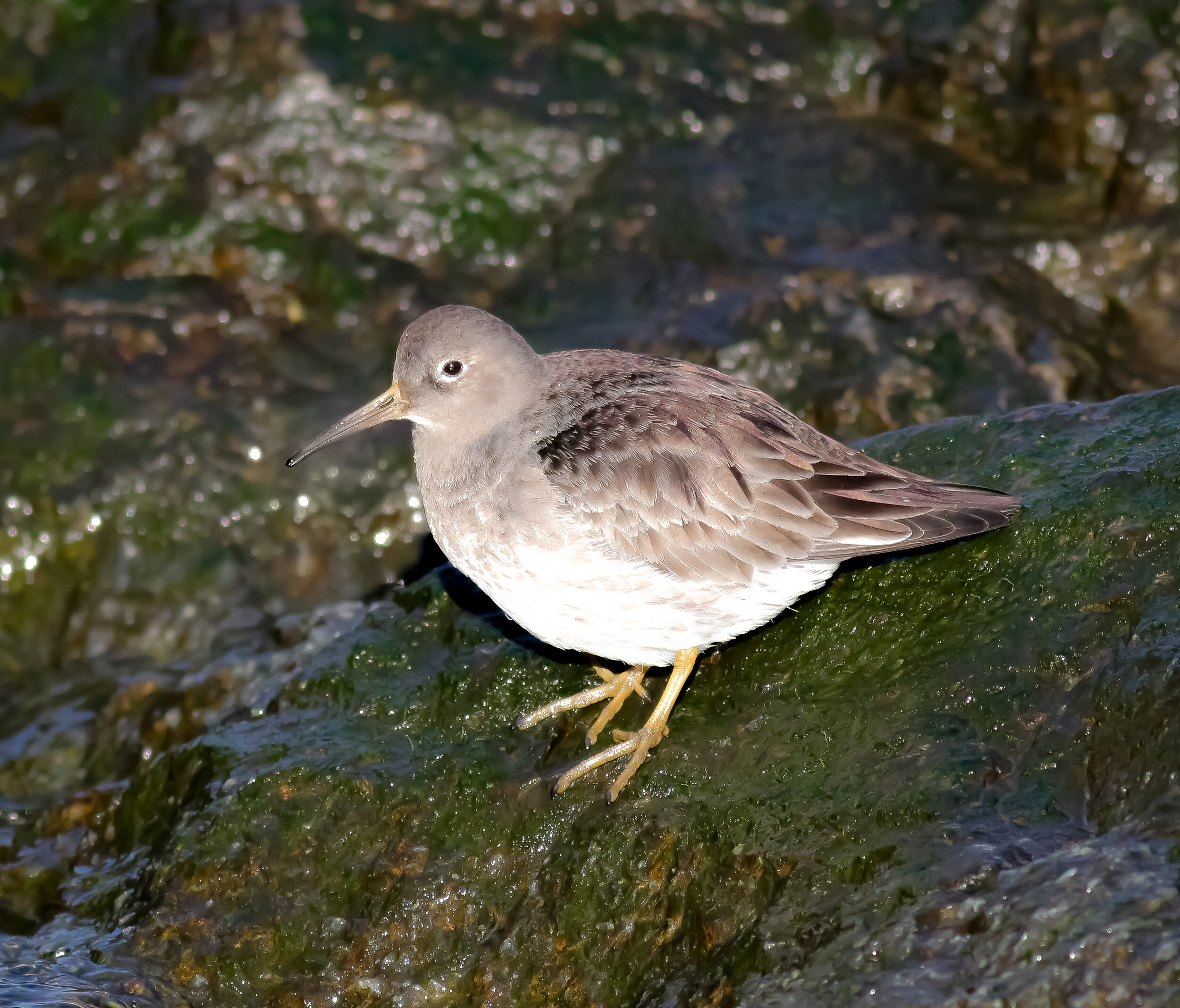 Purple sandpiper