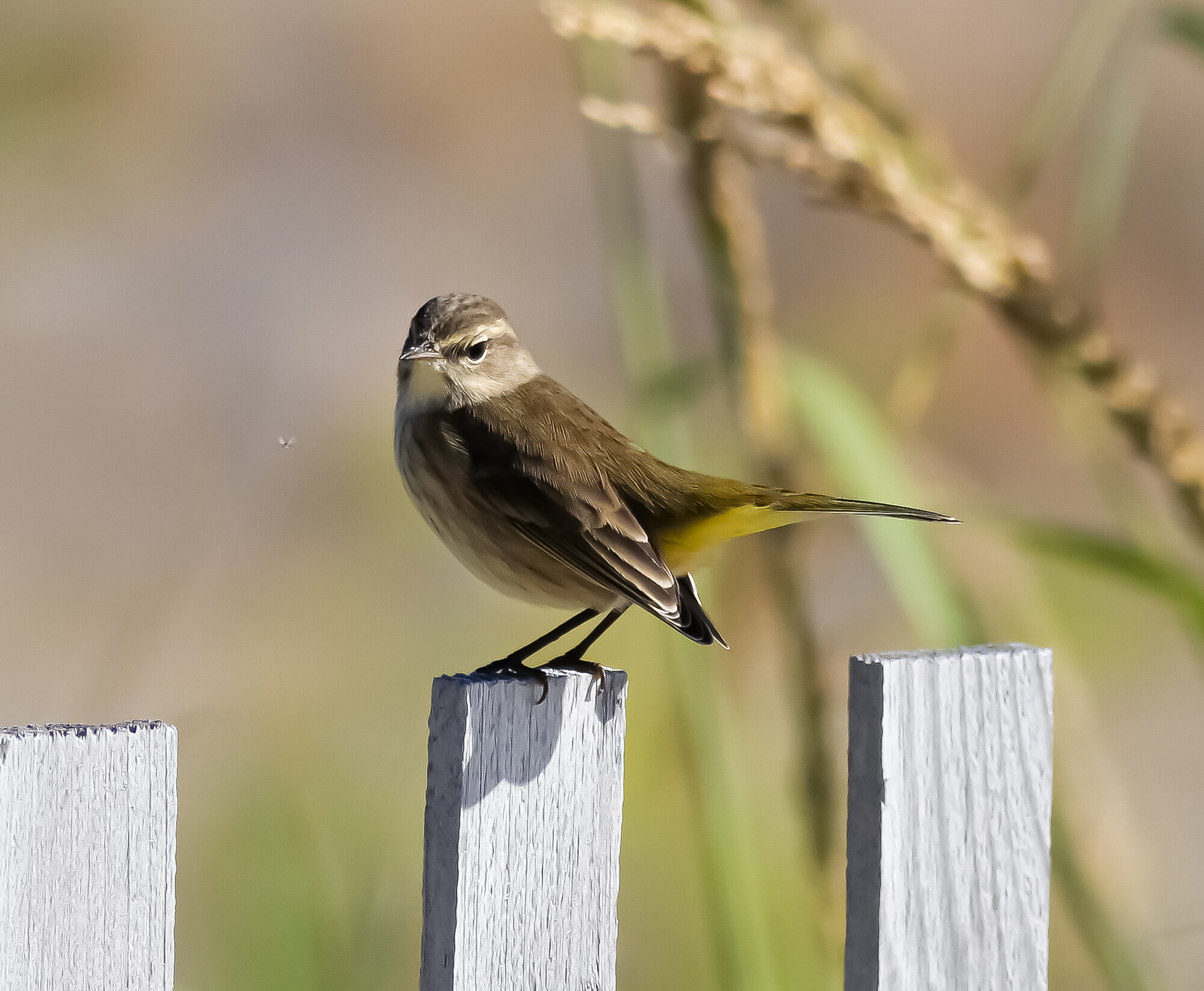 Palm Warbler