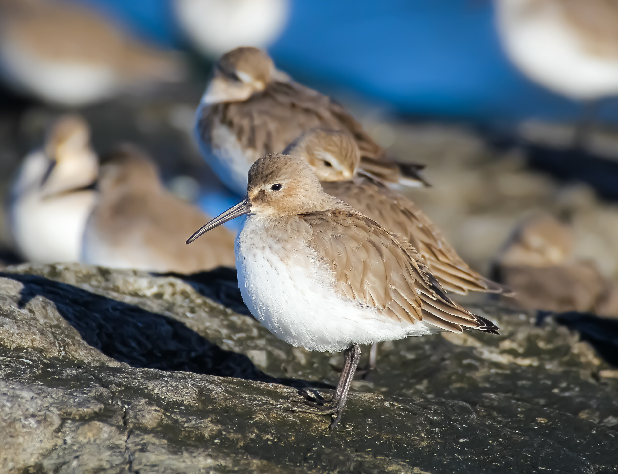 Dunlin (winter plumage)