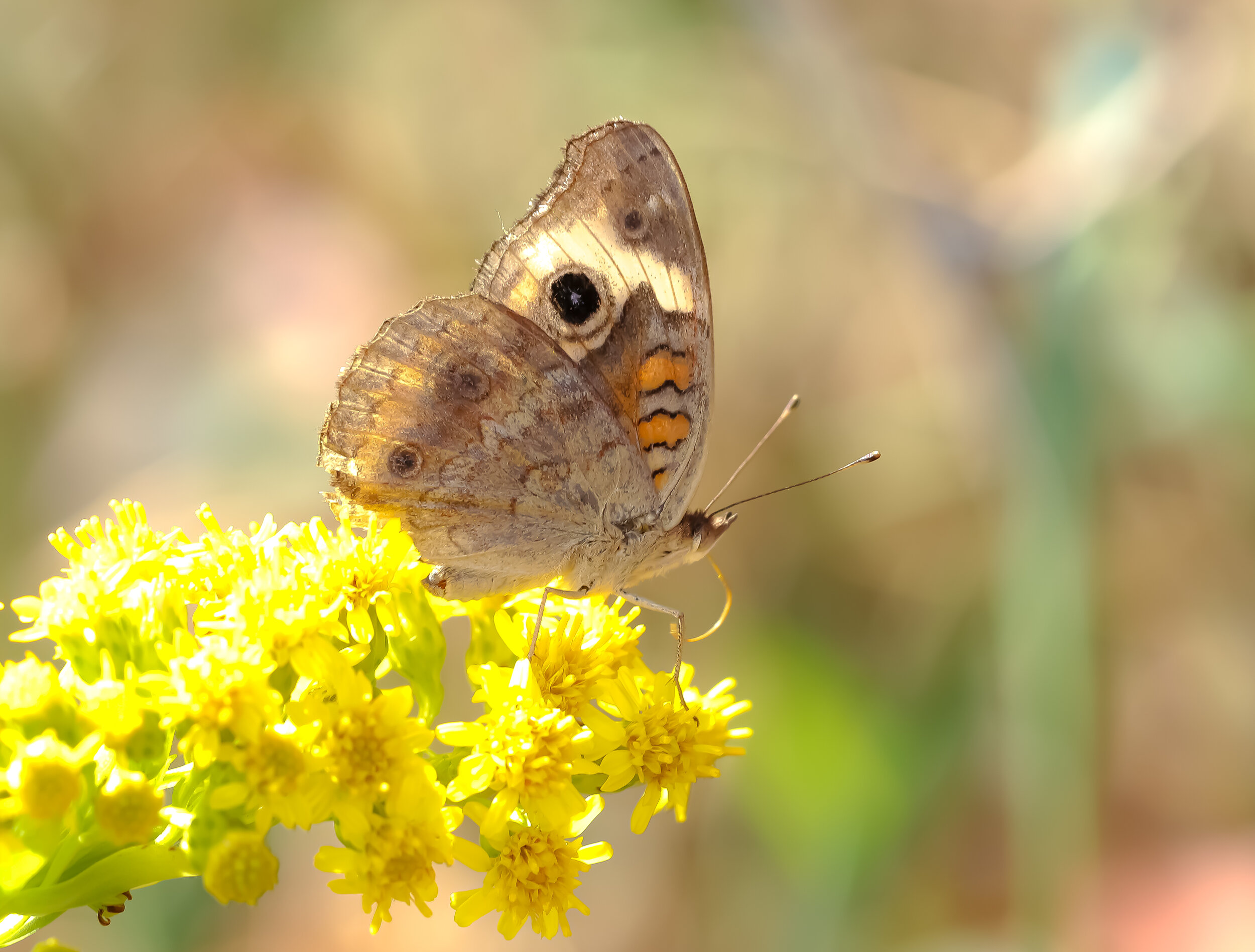 Common buckeye butterfly