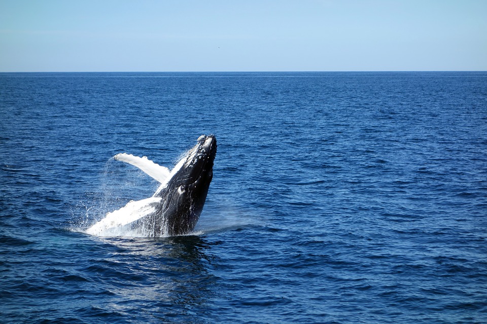 Why 23 Dead Whales Have Washed Up on the East Coast Since December - The  New York Times