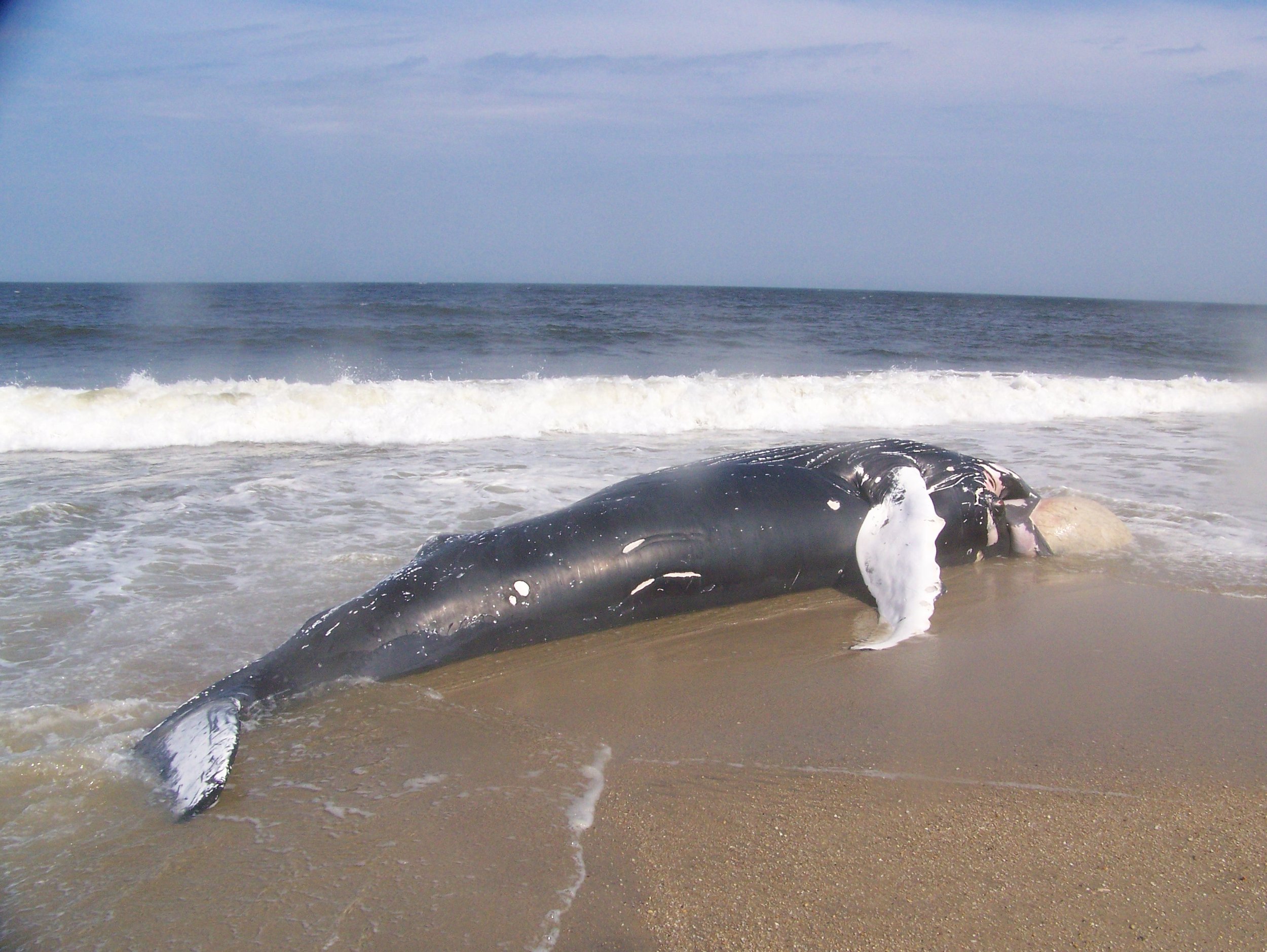 Visa Demonstreer Algebra Whales & Ships Don't Mix Along the Jersey Shore — Save Coastal Wildlife