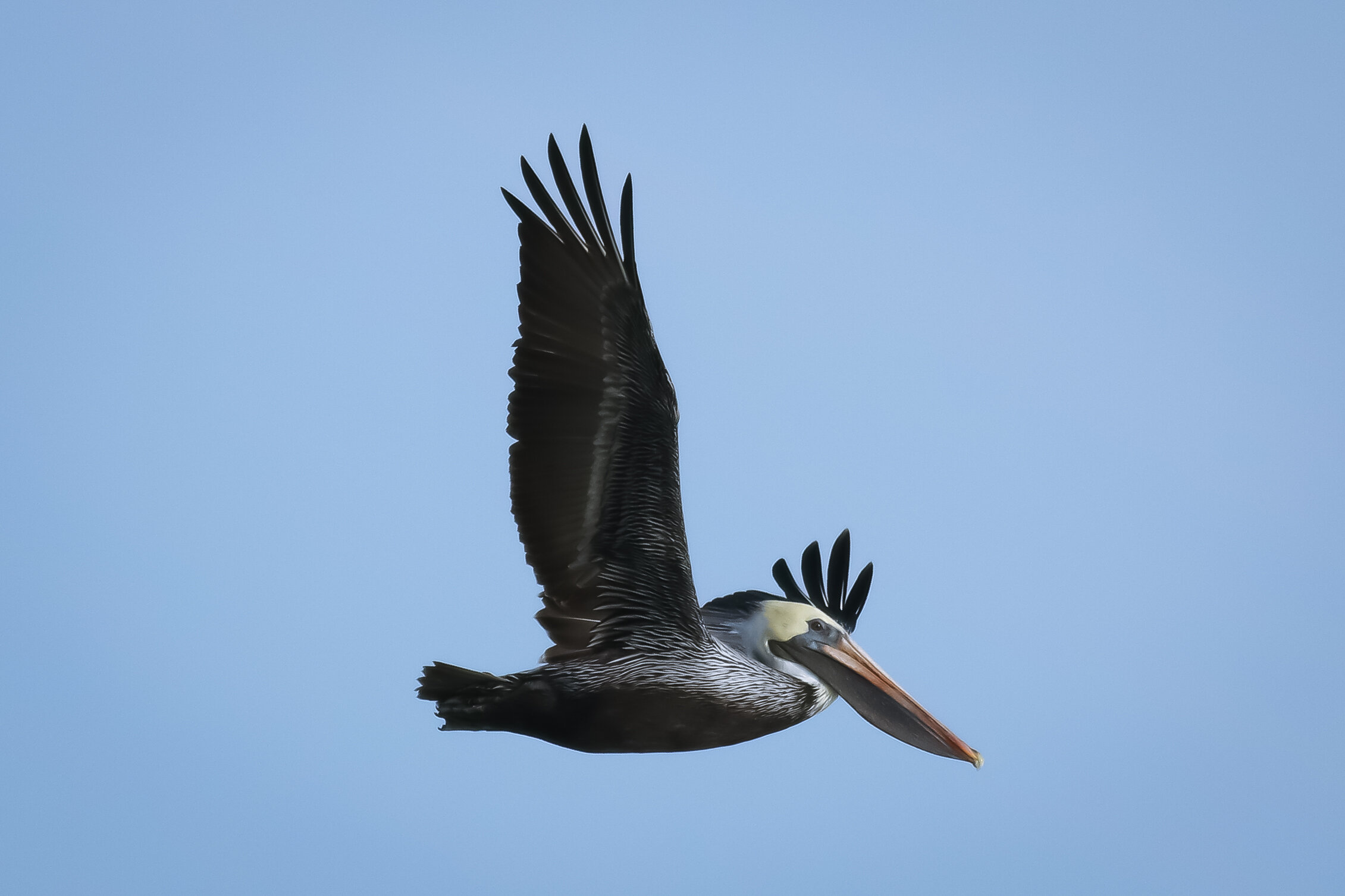 Brown Pelican