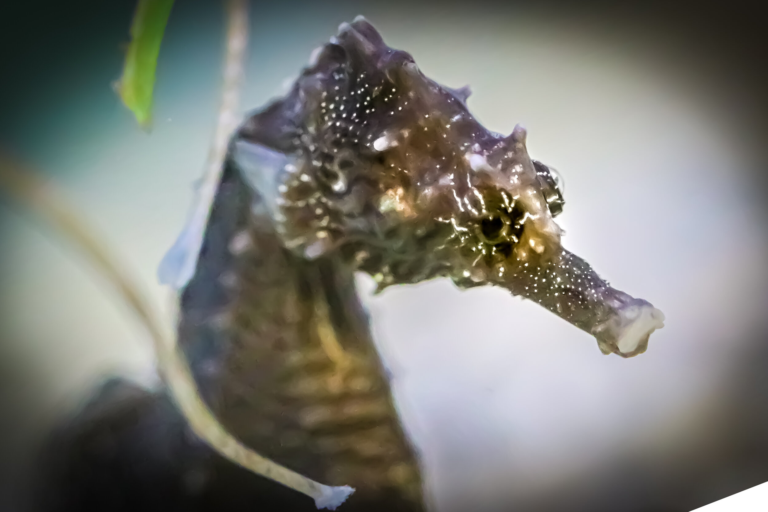 Northern Lined Seahorse