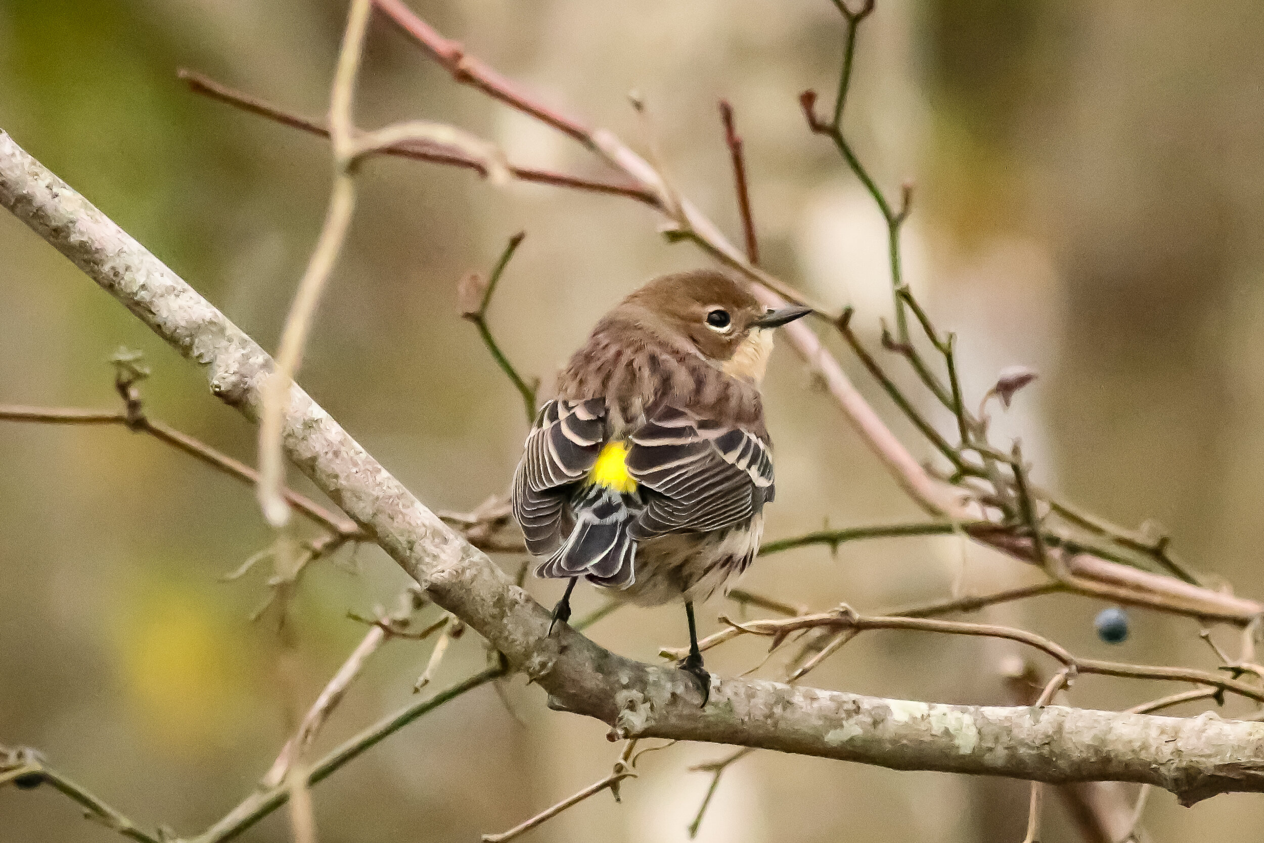 Yellow-rumped Warbler (Copy)