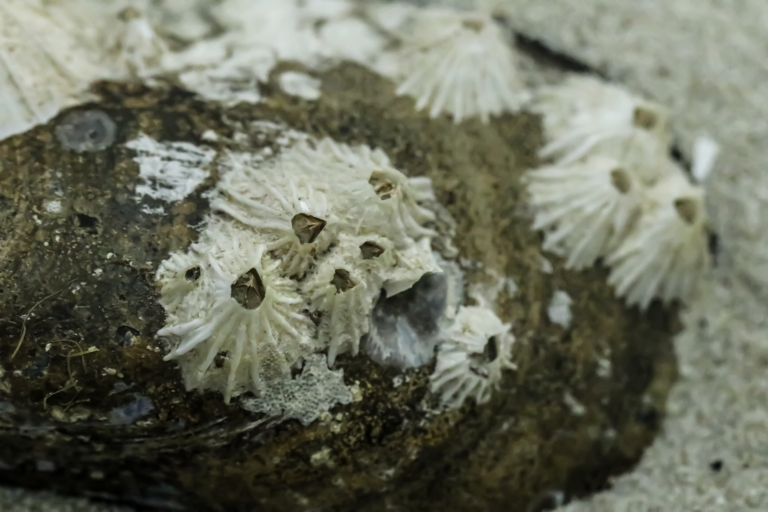 Northern Rock Barnacle