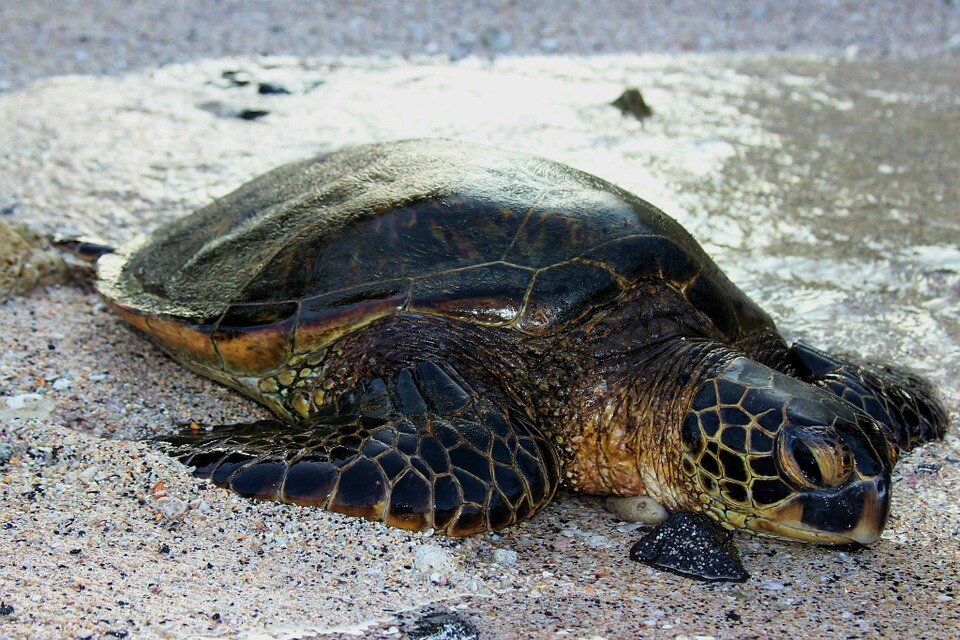 Save Sea Turtle Populations along the Jersey Shore